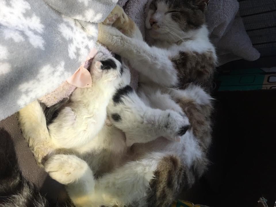 おっぱいをあげるそとちゃん1