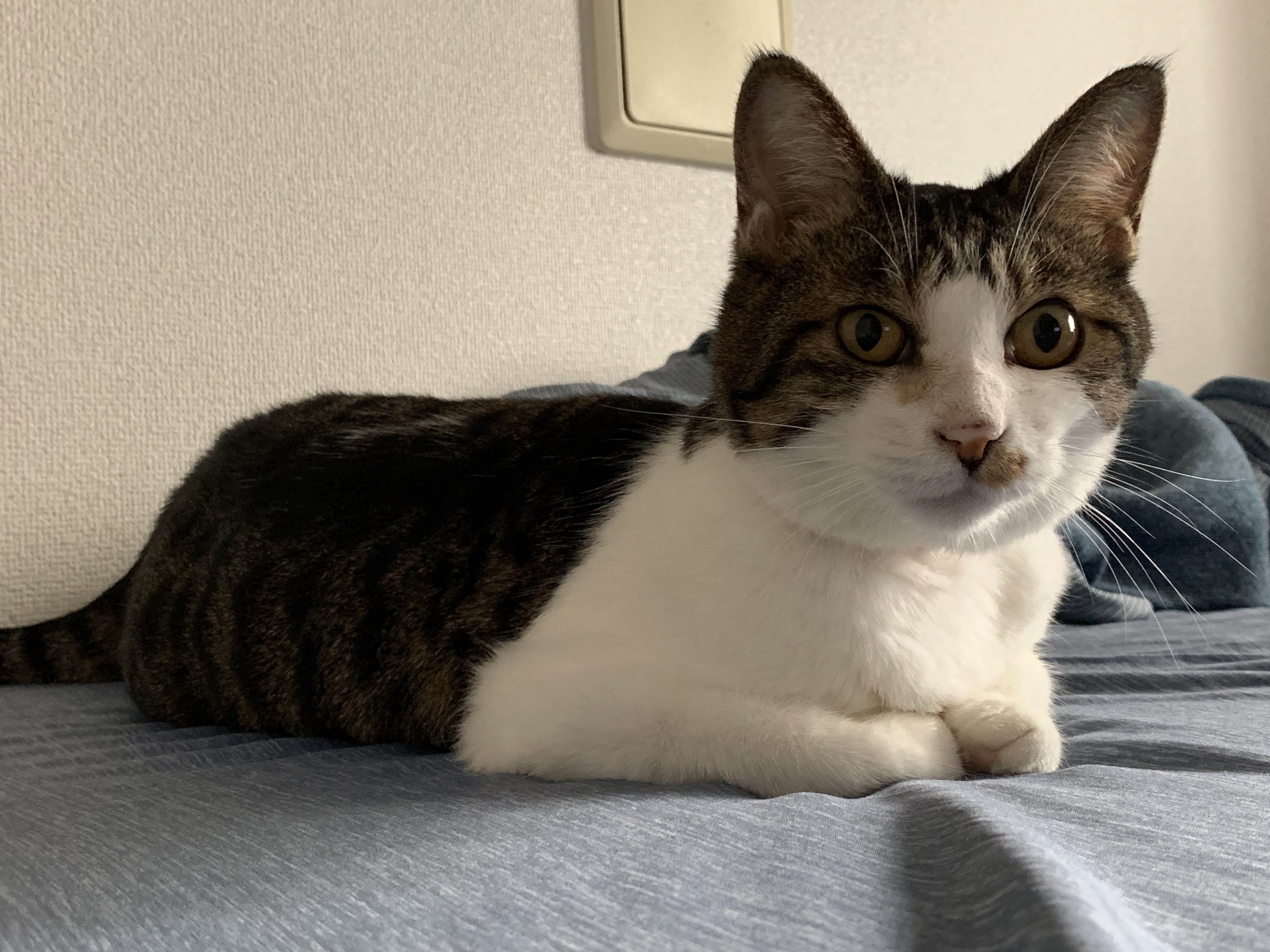 うちに来るまでのそとちゃん