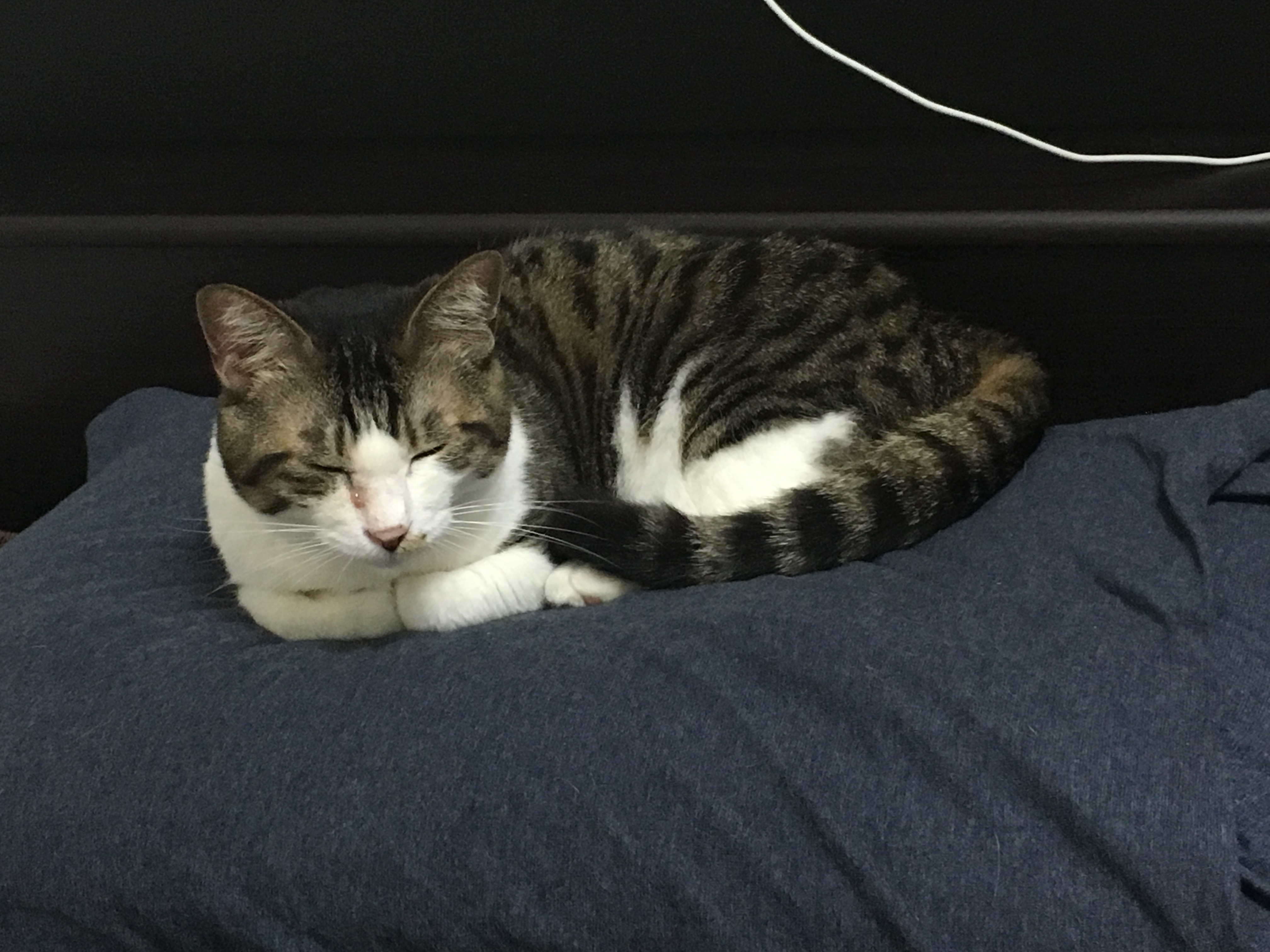 初日から余裕で寝るそとちゃん