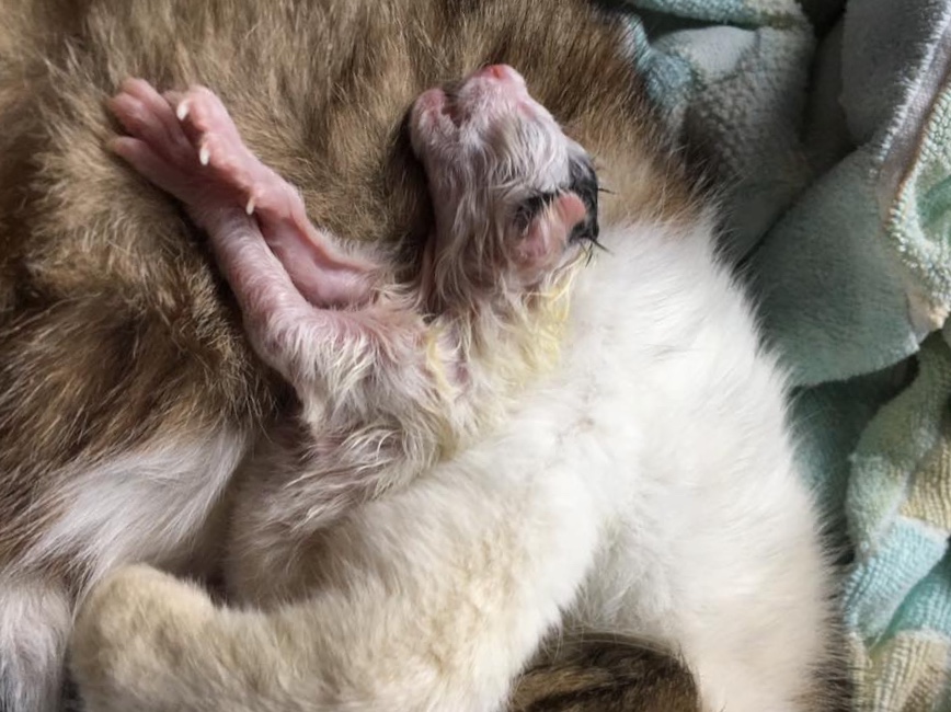生まれたばかりののそとちゃんのこども