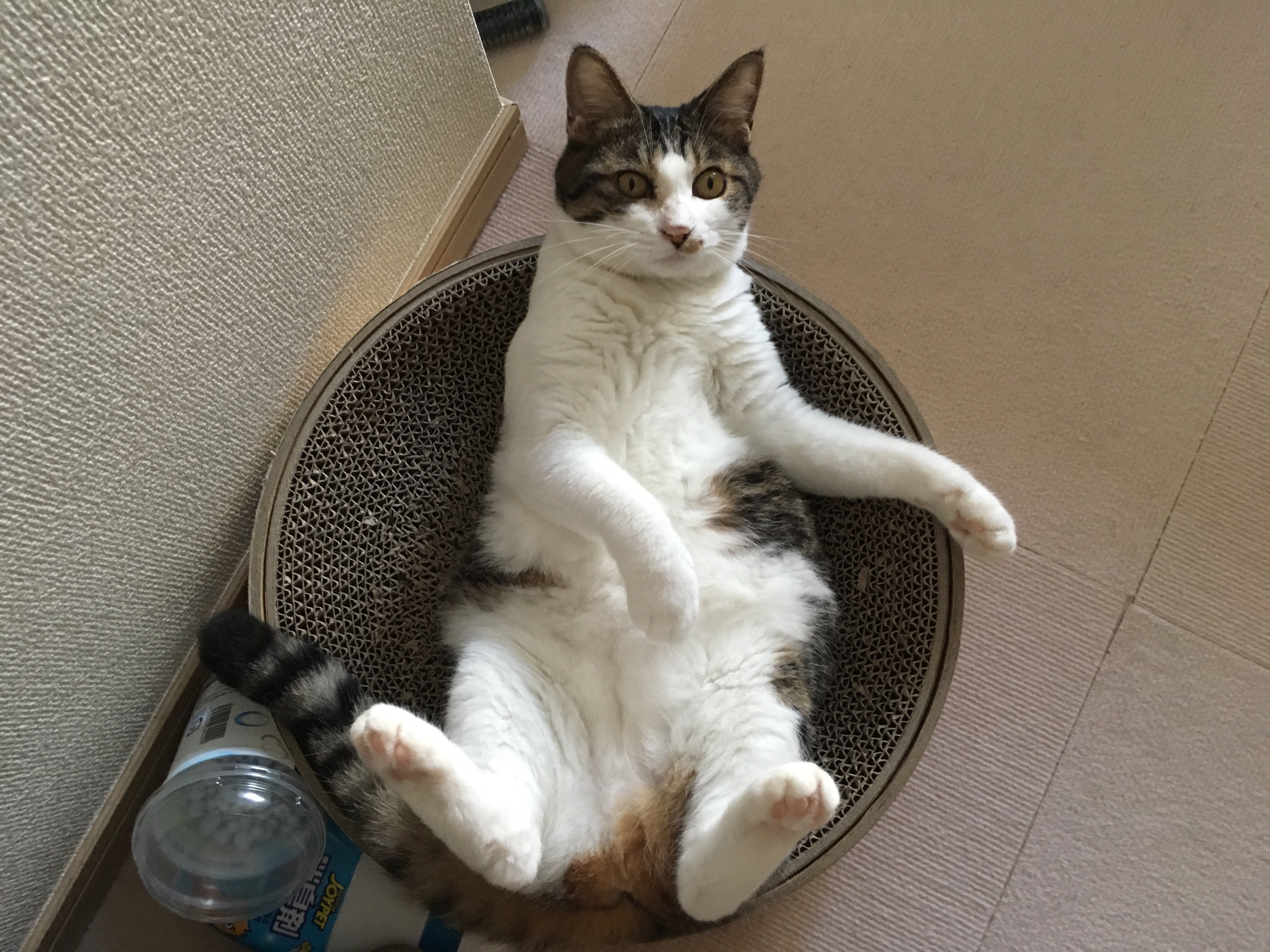 爪とぎ