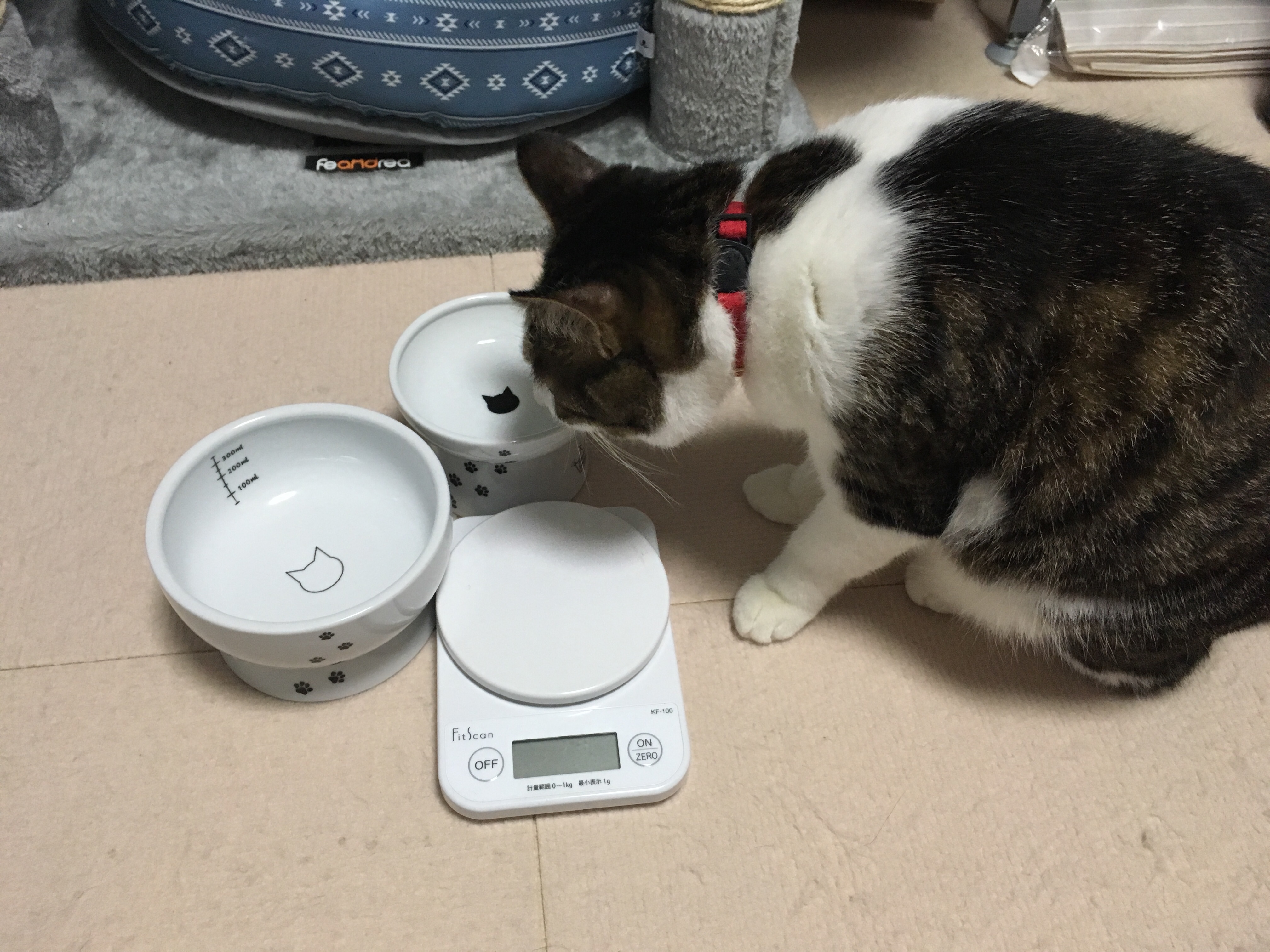 ごはん皿