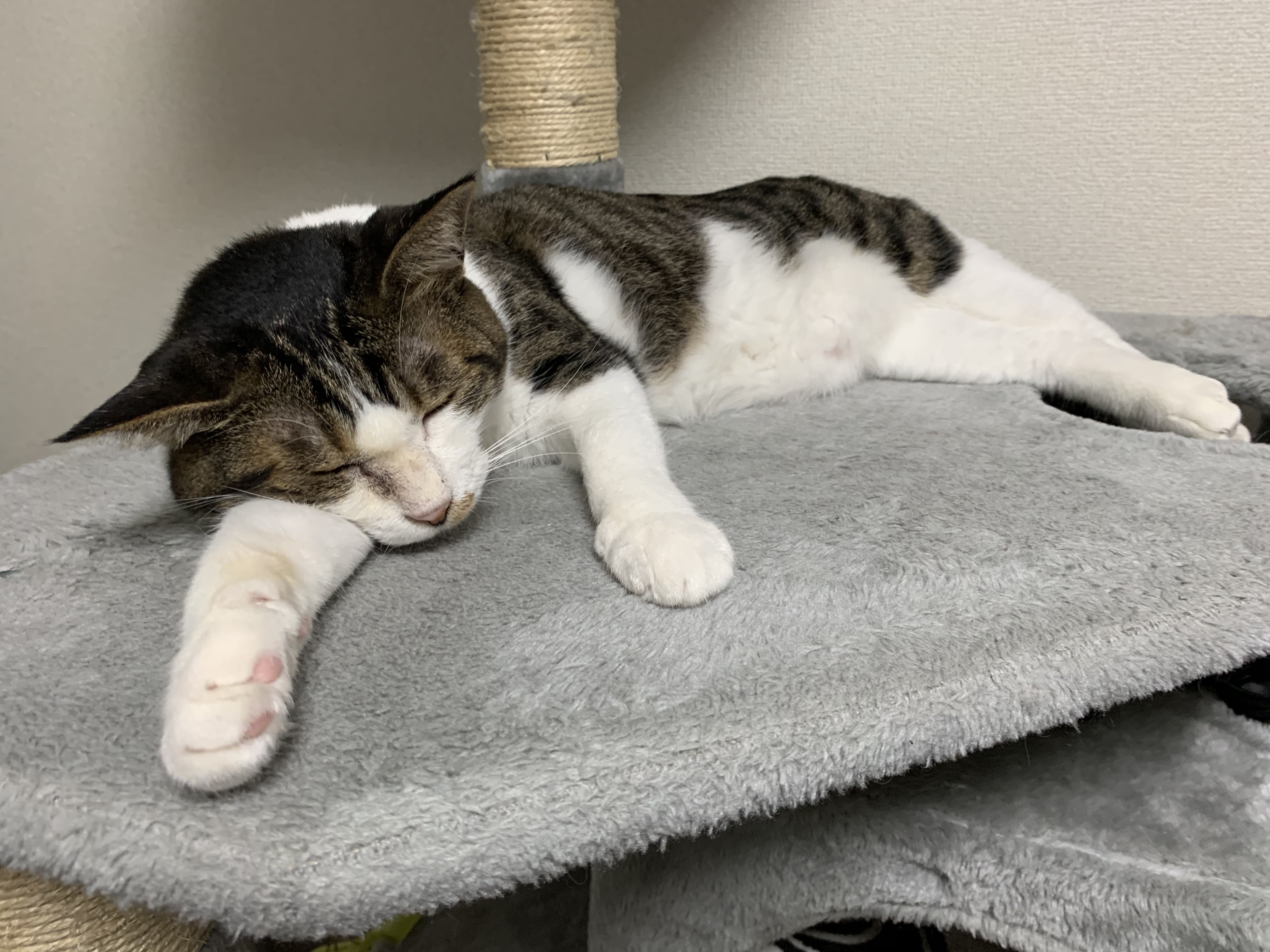 ねこがおもちゃのヒモを誤飲した話