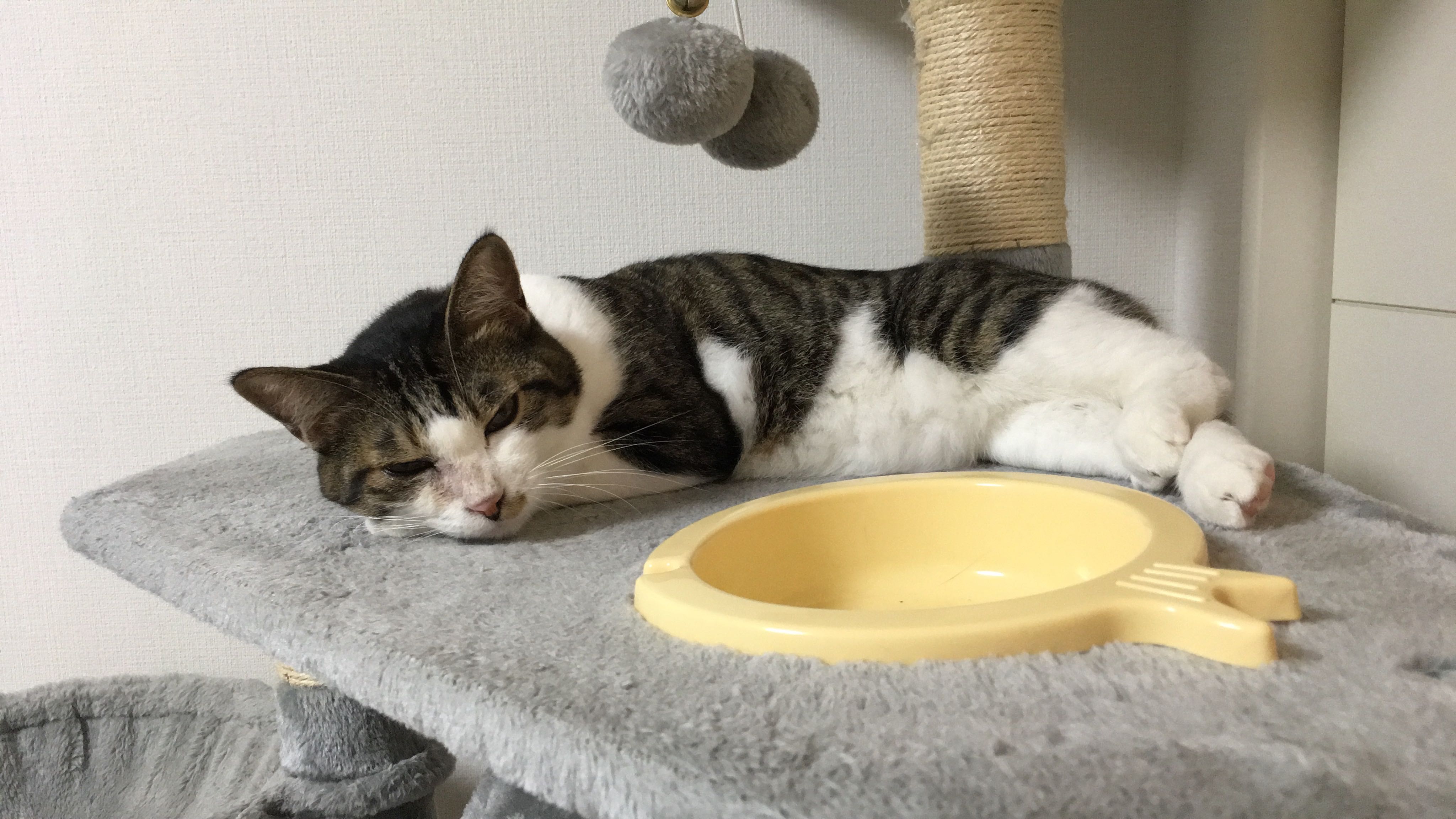 そとちゃん
