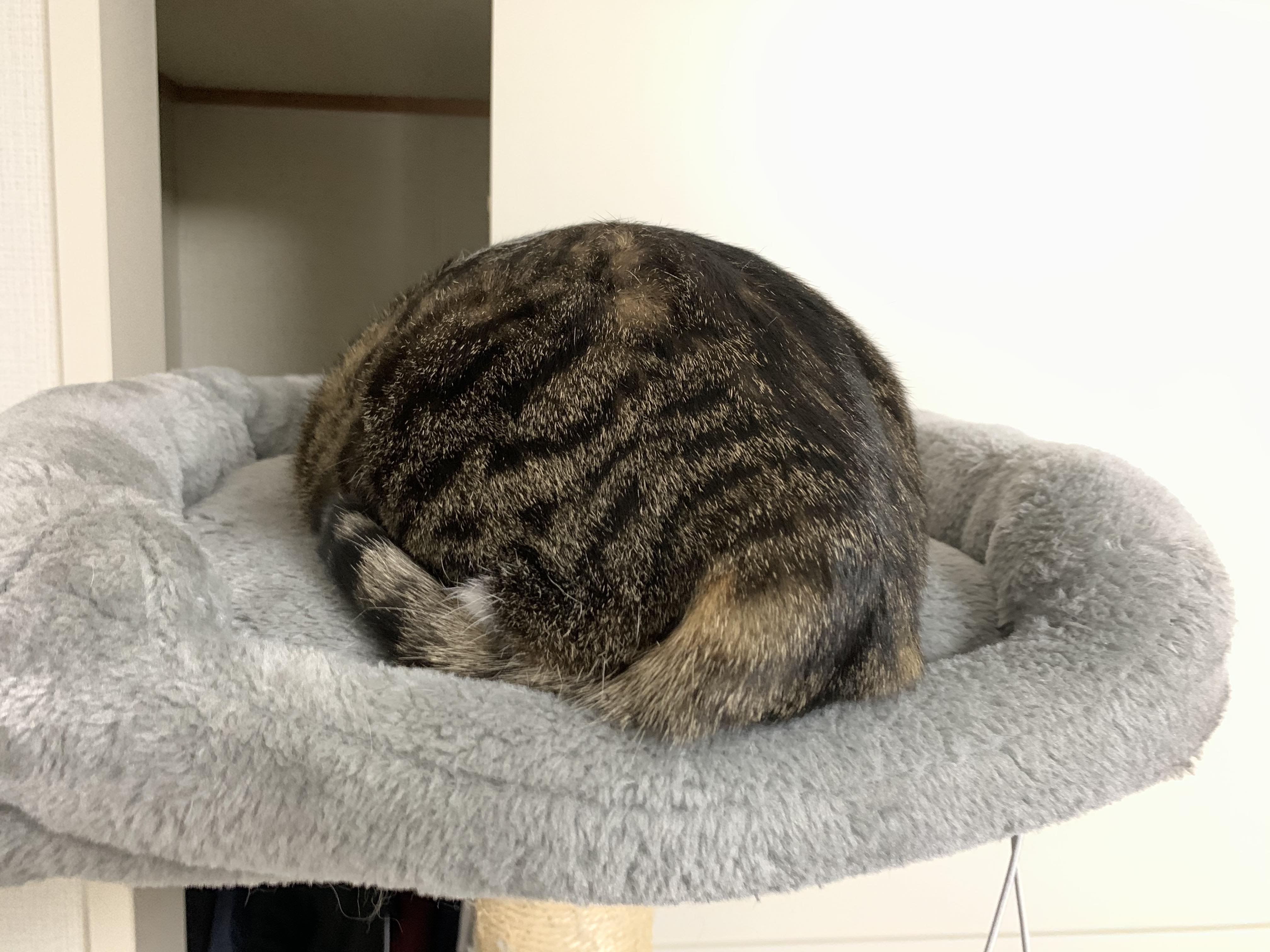 おまんじゅう