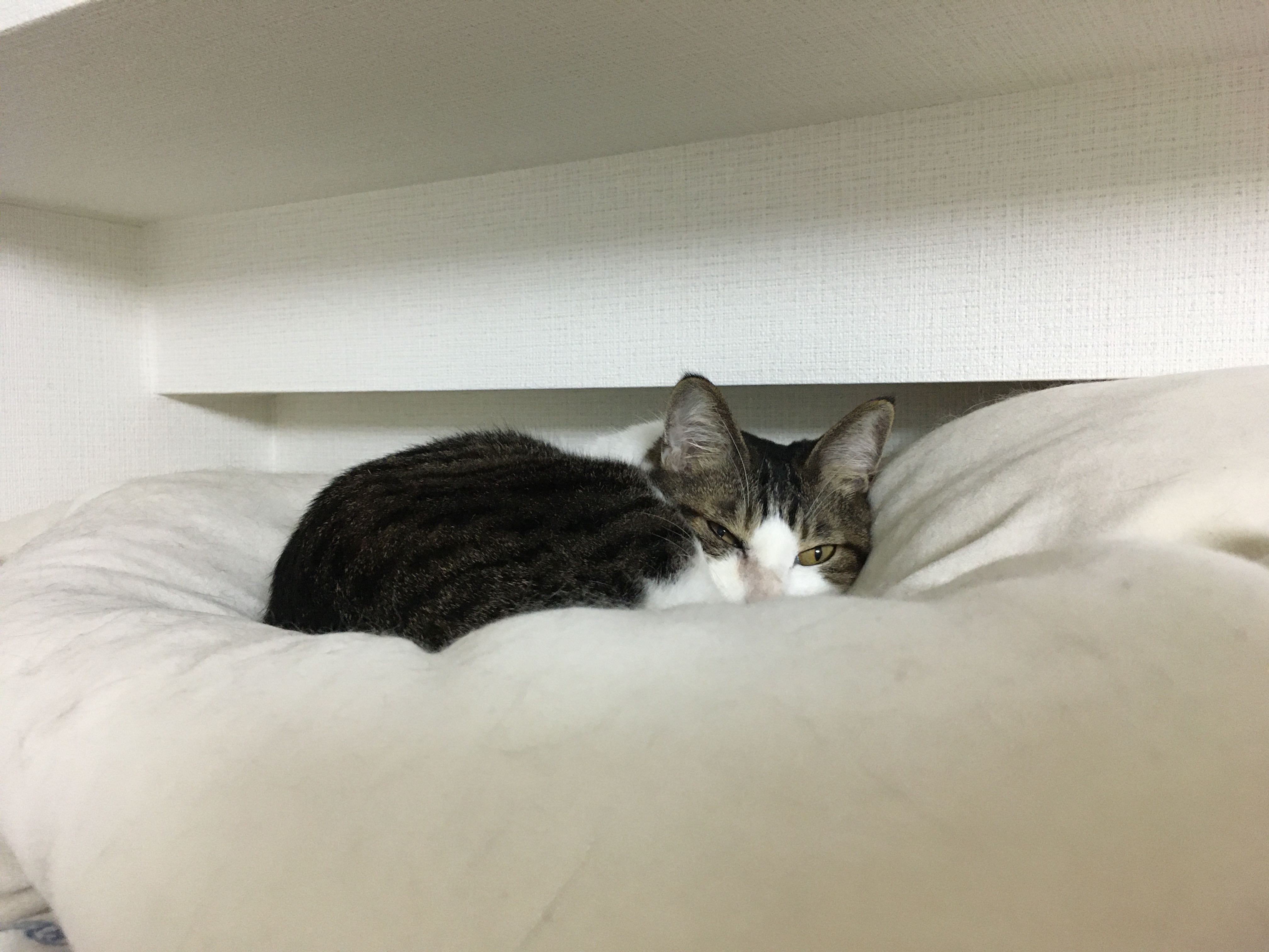 揺れの直後 めんどくさそうな顔をしていた