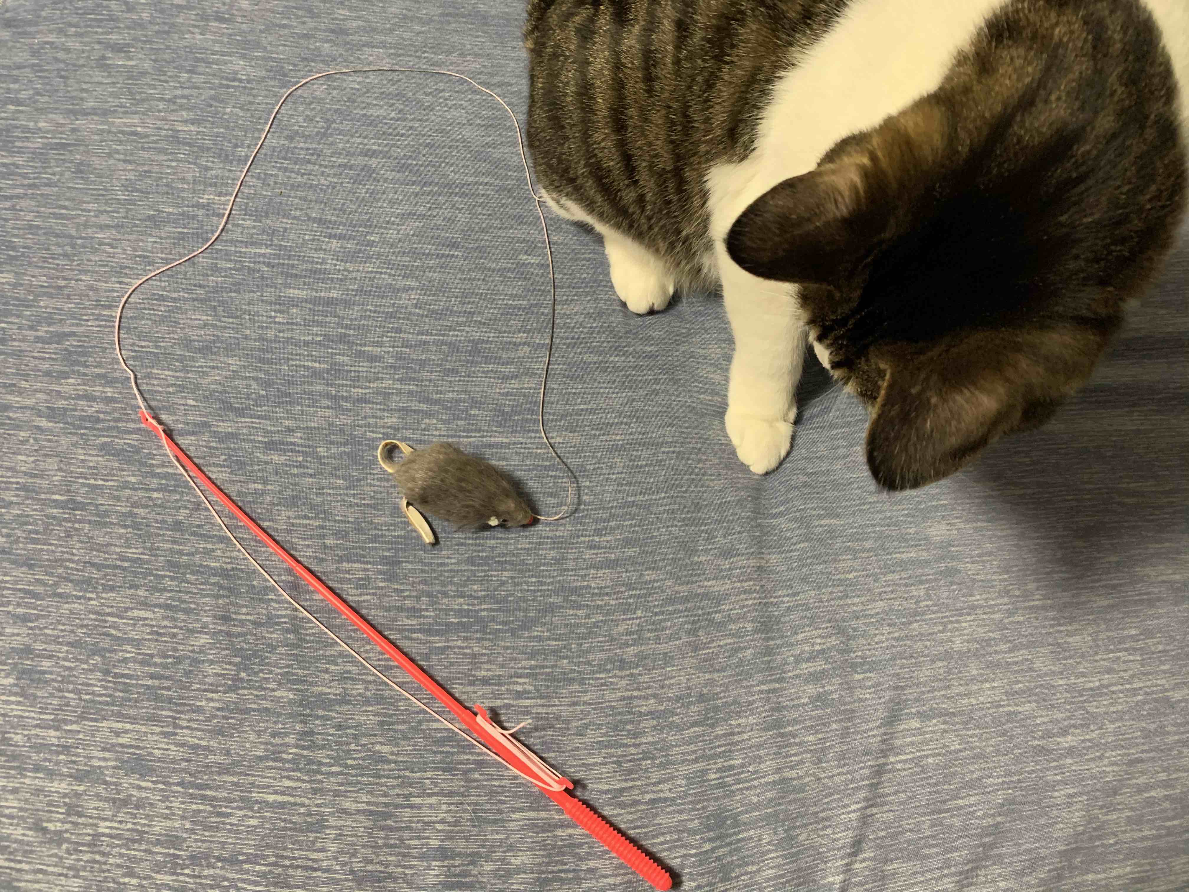ねこじゃらし
