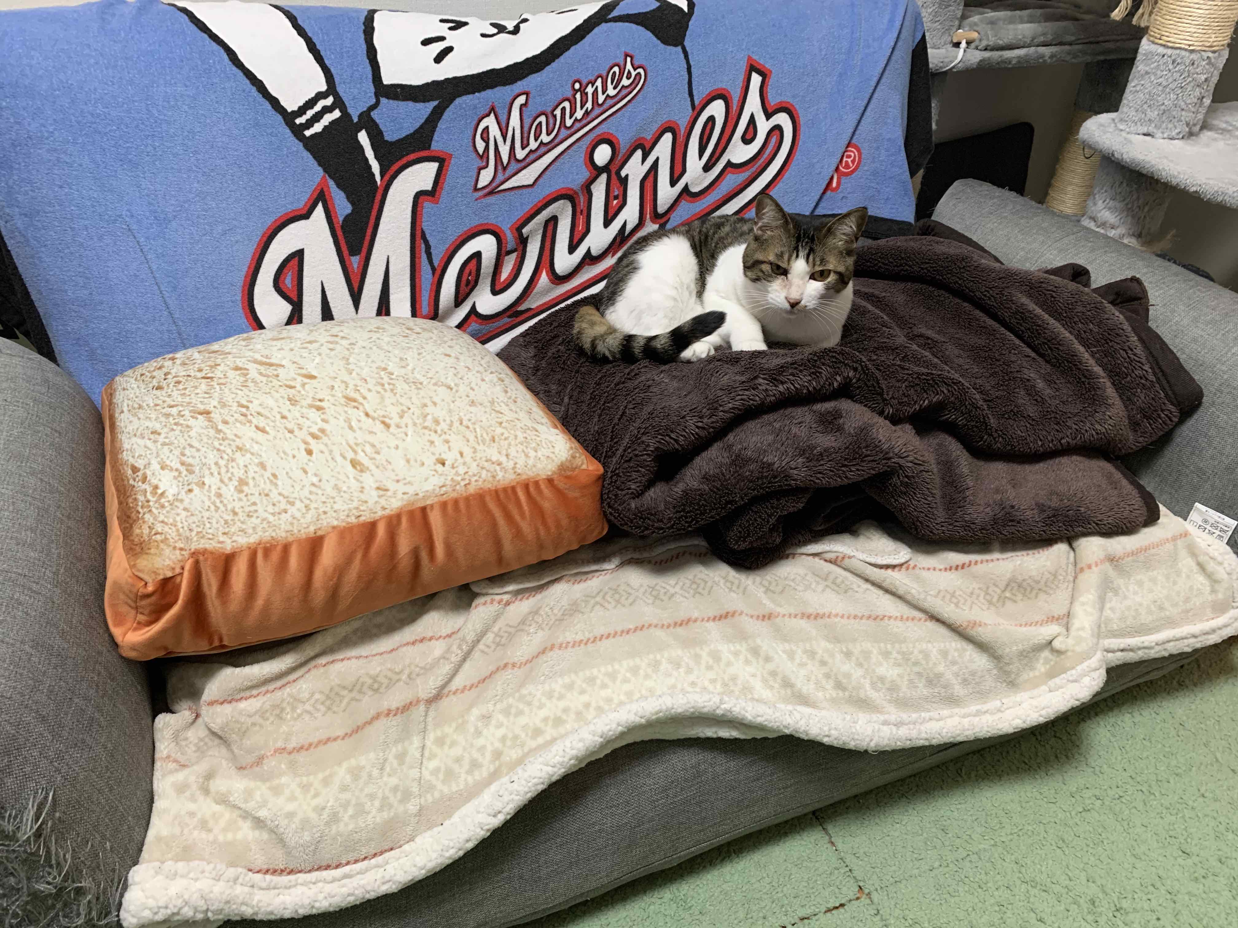 ソファはそとちゃんのもの