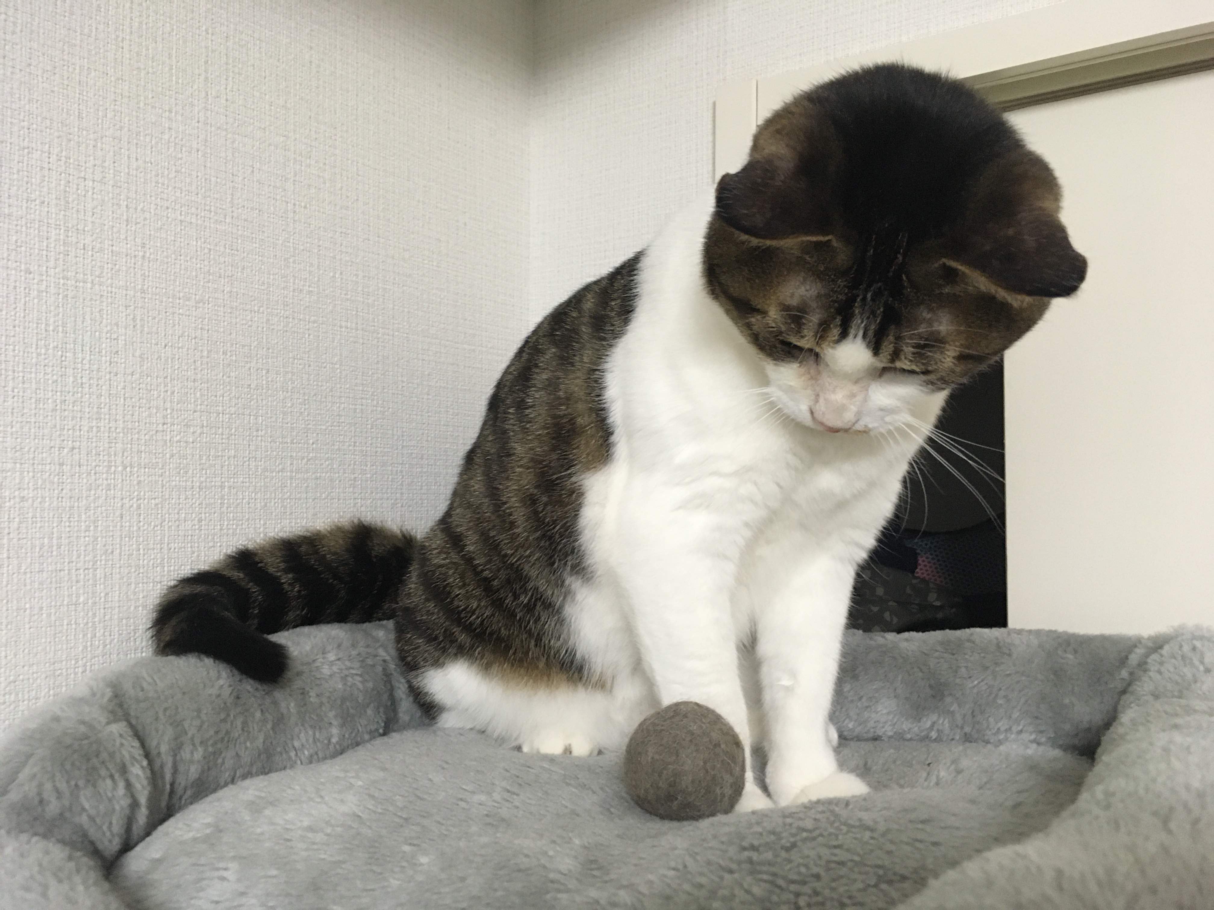 抜け毛ボール