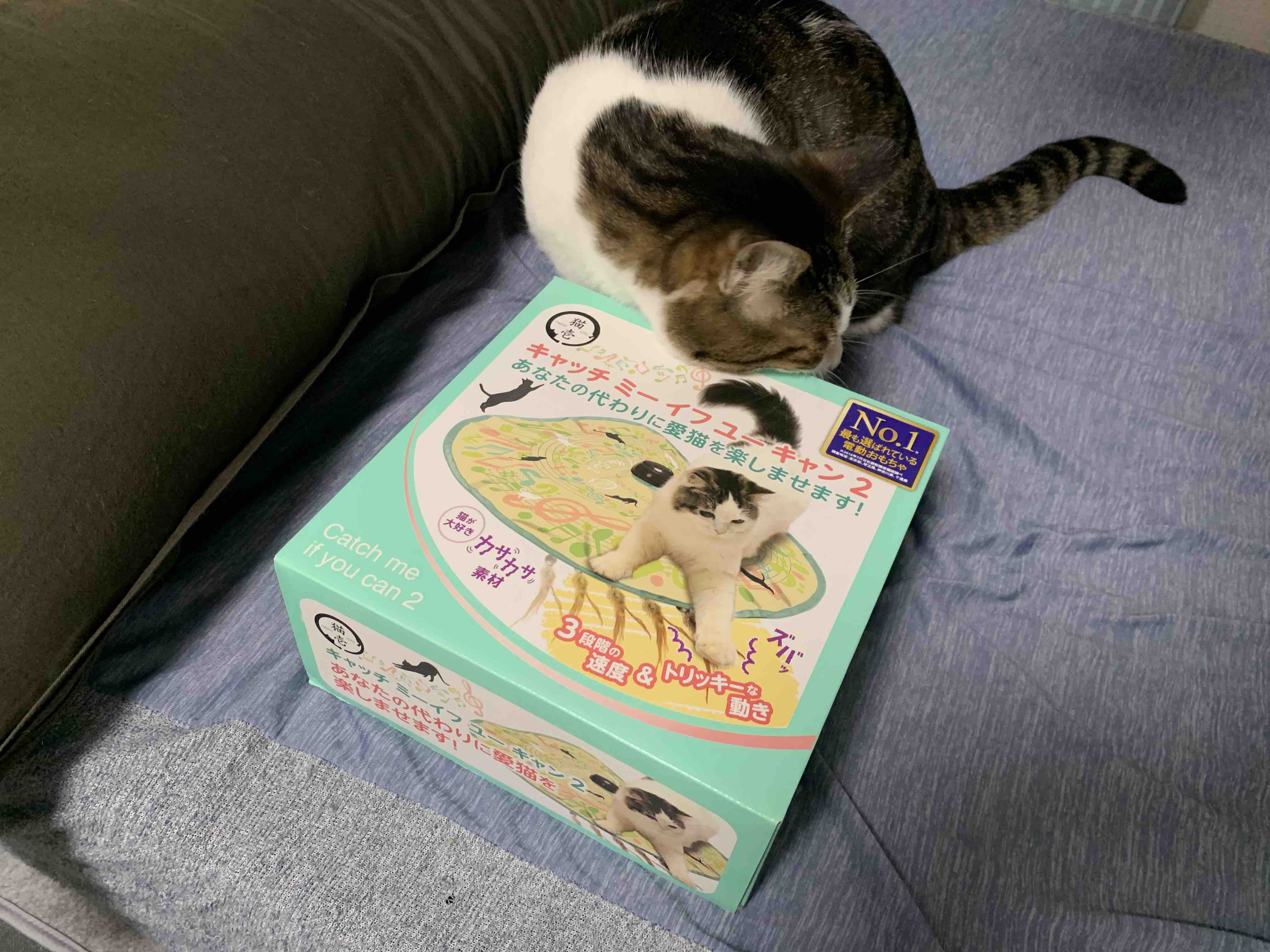 誕生日プレゼント