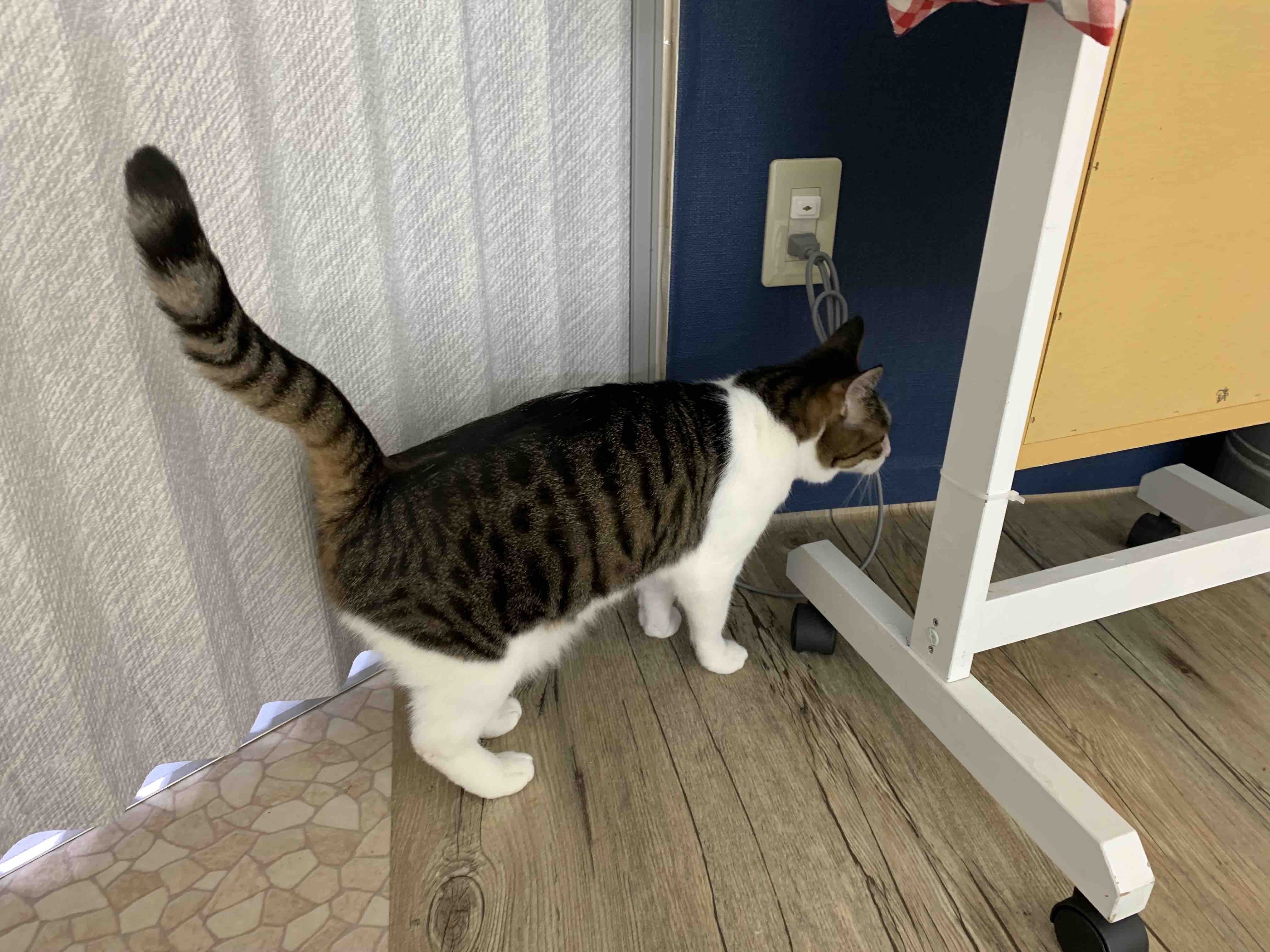 探検がいそがしい