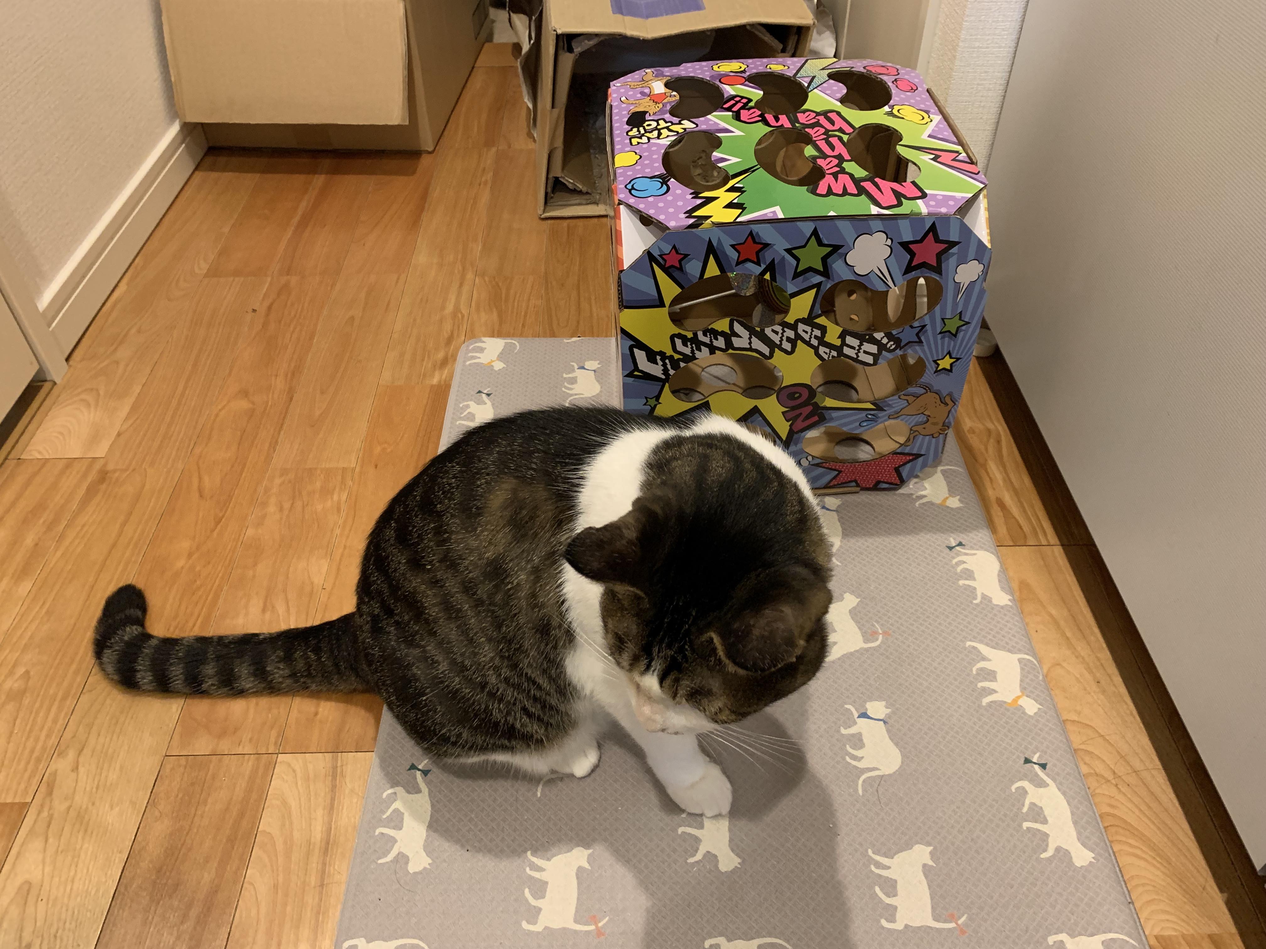 猫ちゃんテンション爆アゲBOXの現在