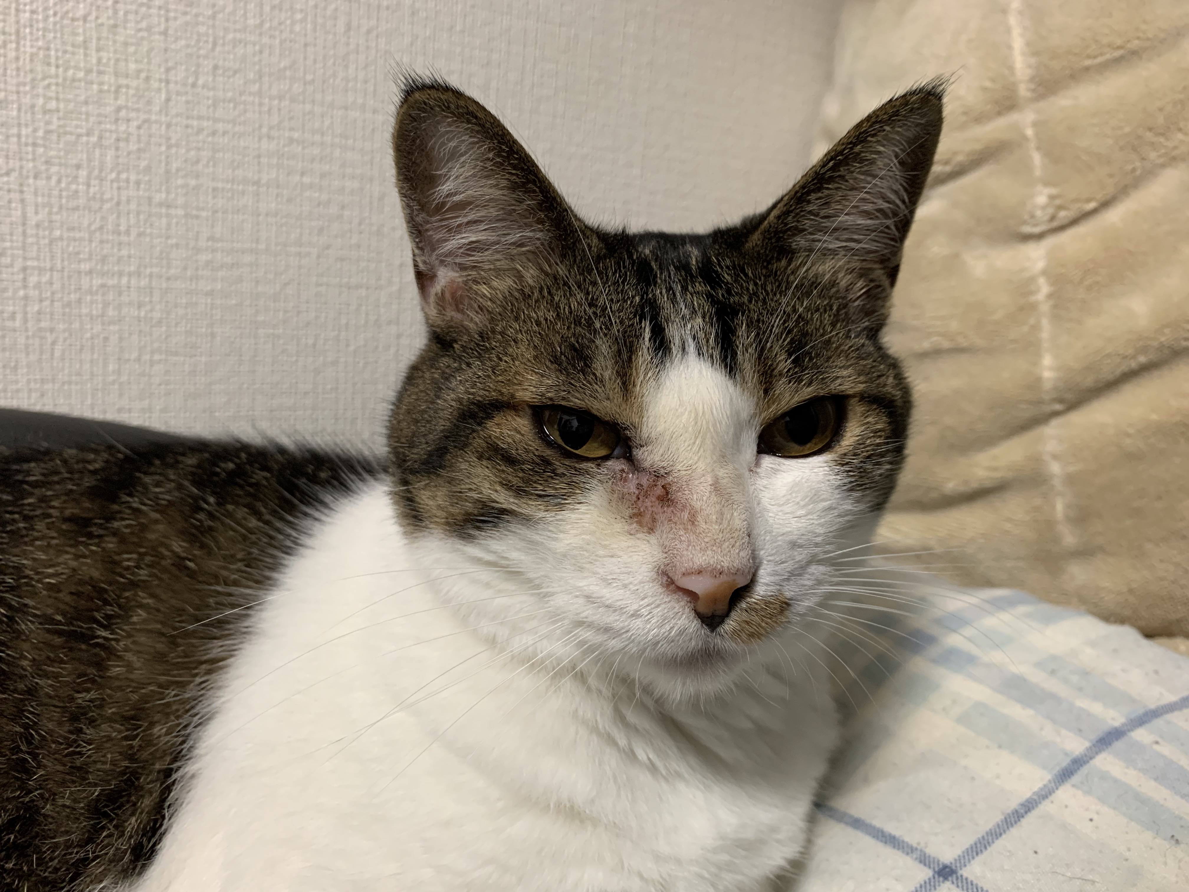 かわいそう