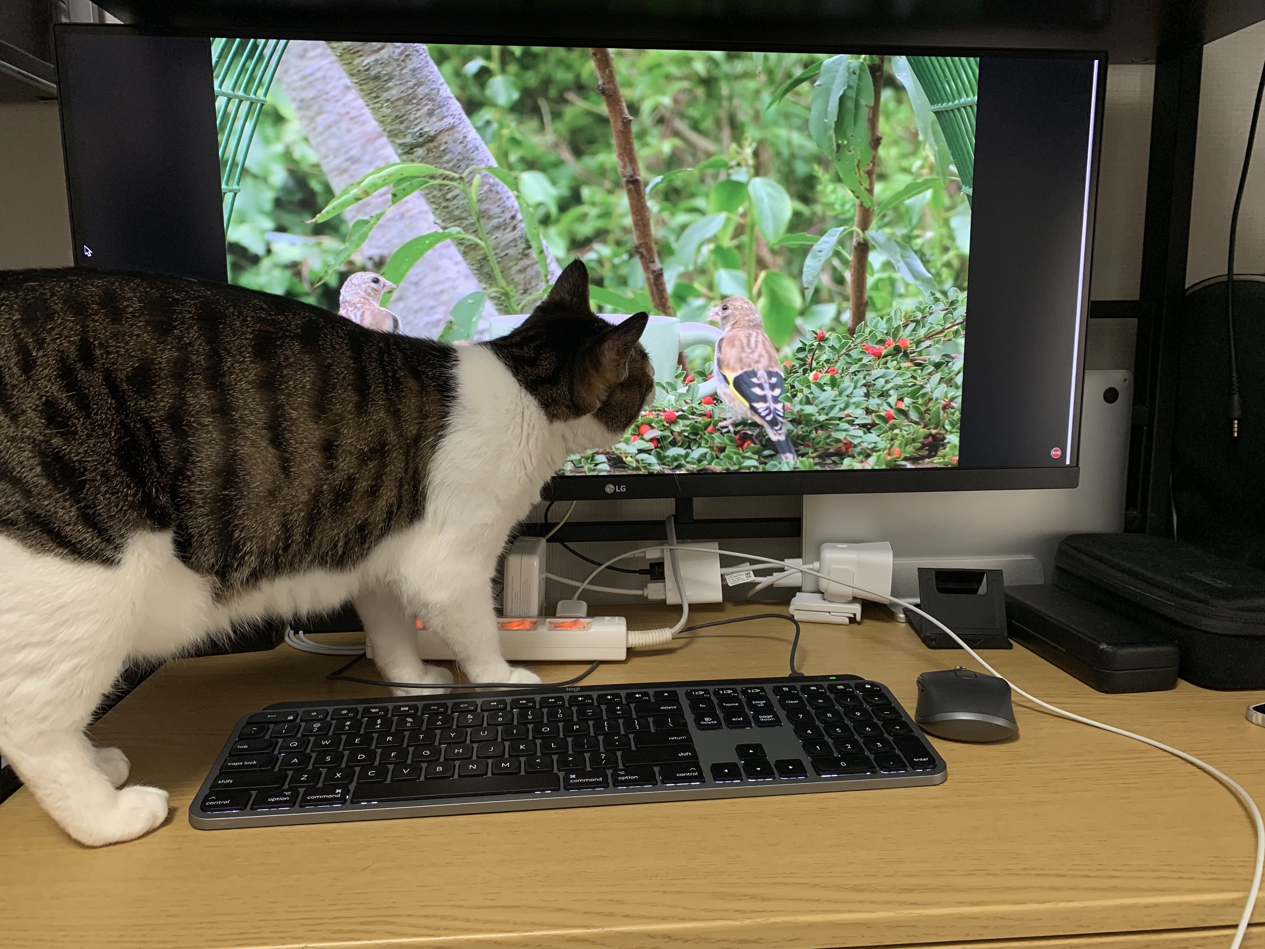 これは猫用動画で釣ったから俺も悪い