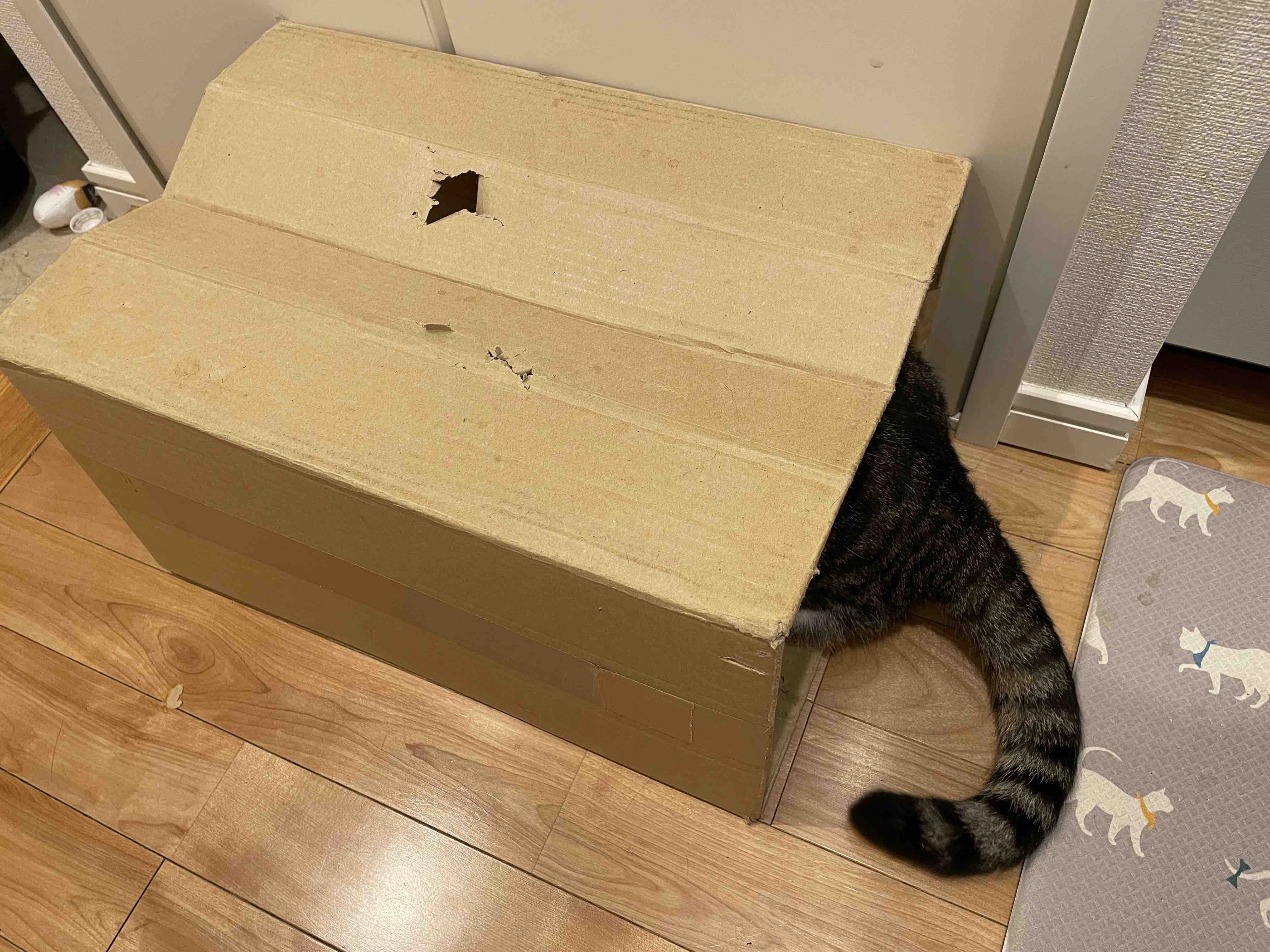 おしりはみ出てる