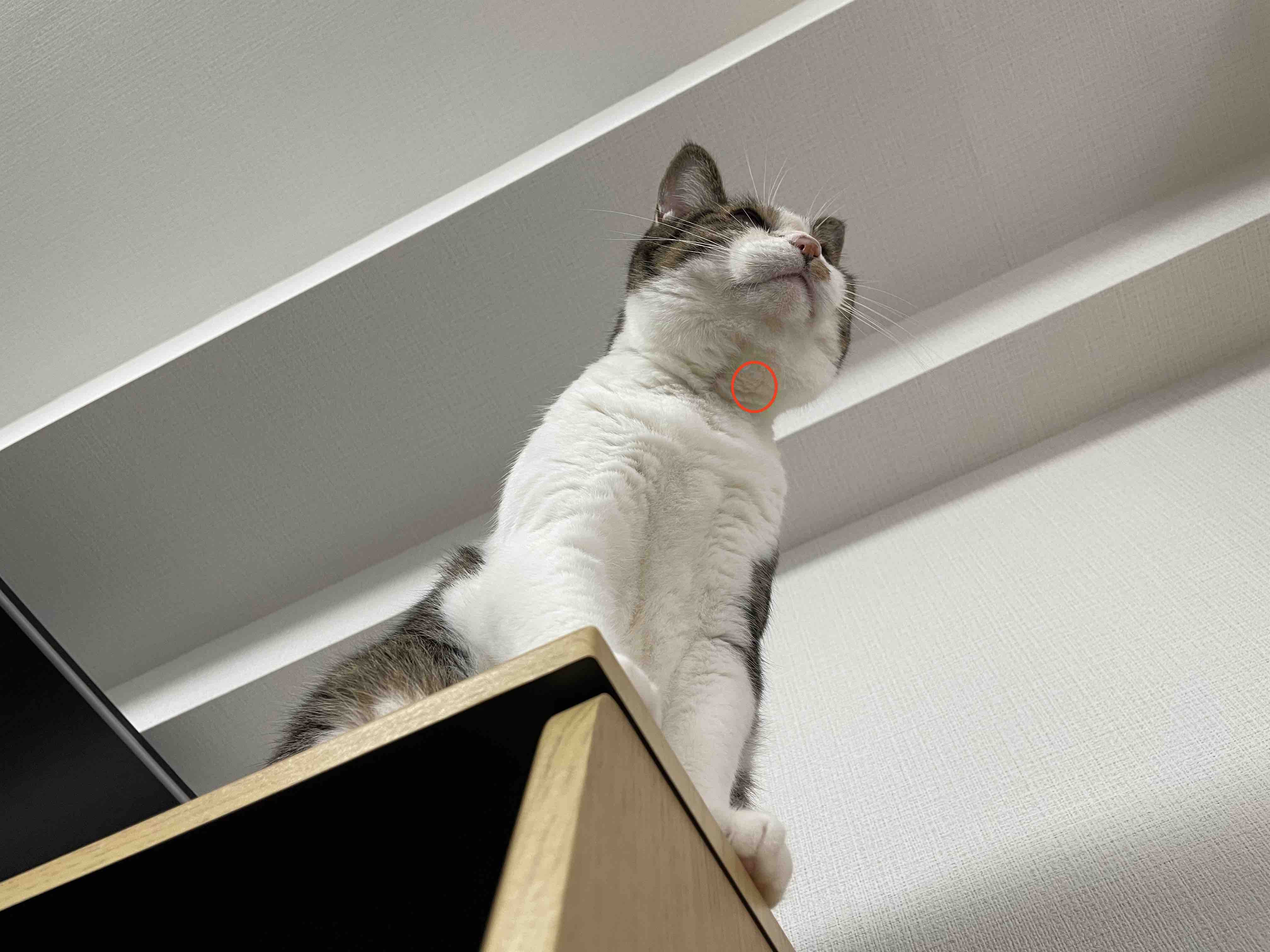 赤い丸のあたりを触るとたしかに変な感触がある