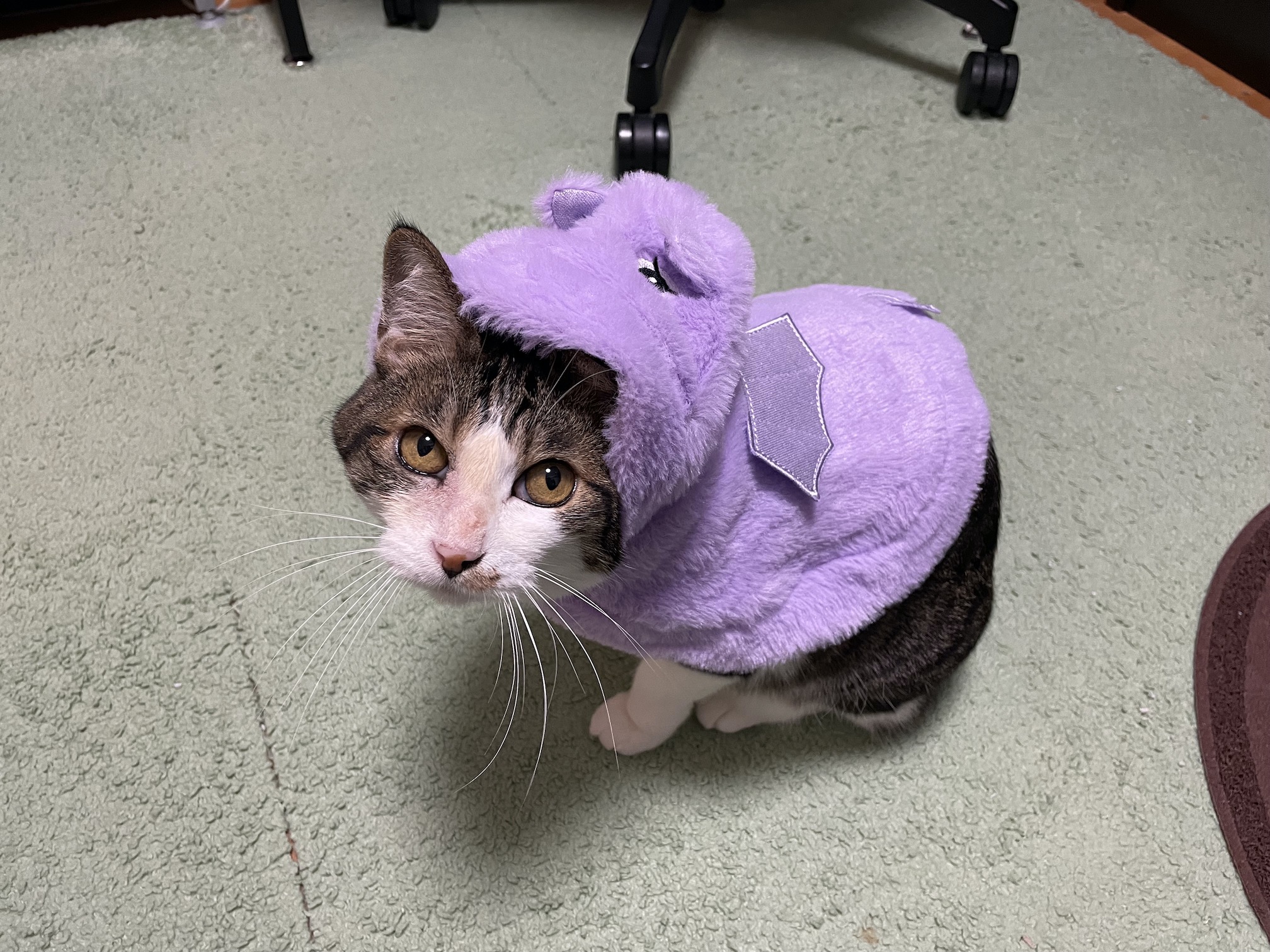 羽が生えててかわいい