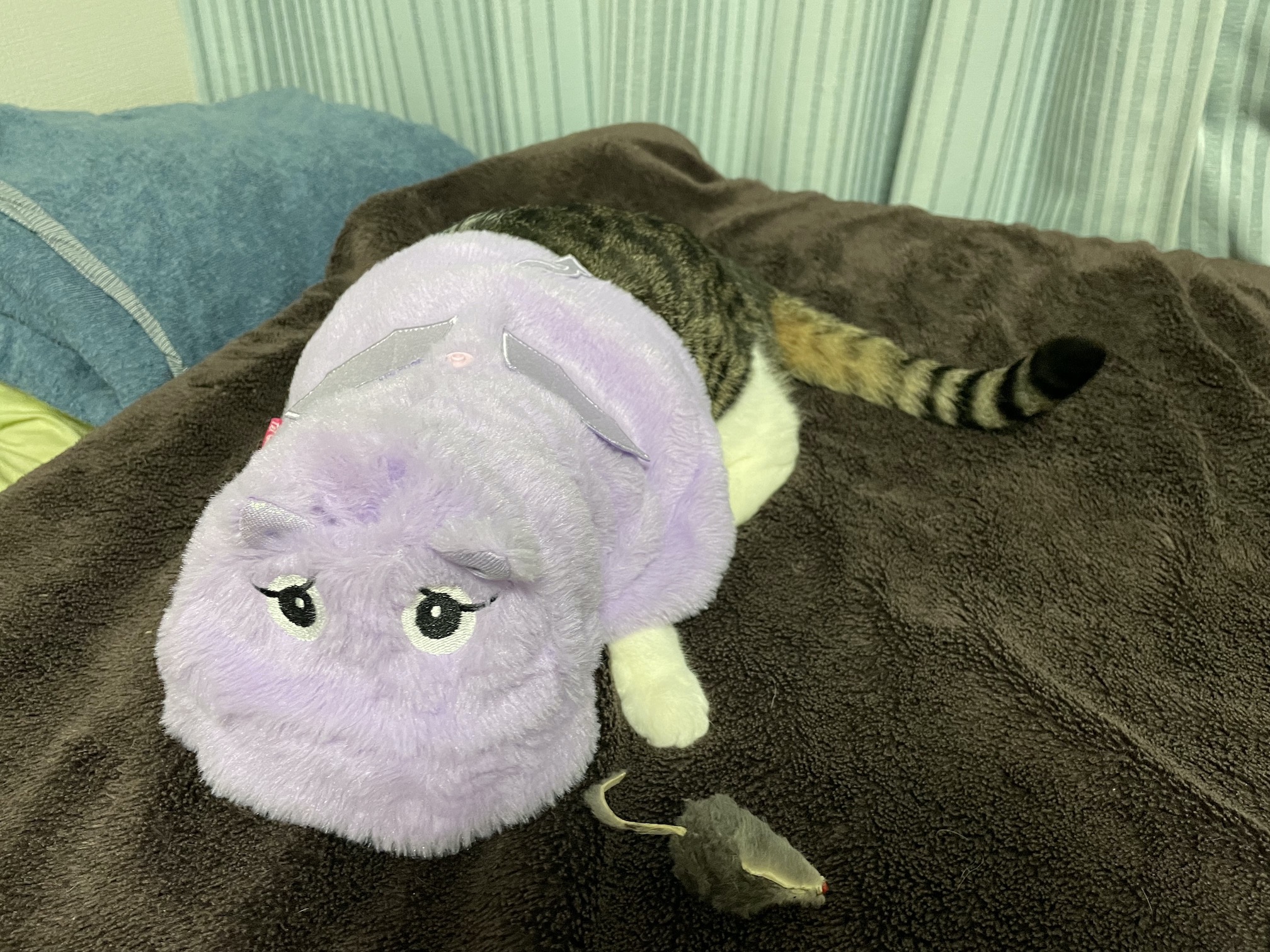 フードが落ちると前が見えなくなってかわいい