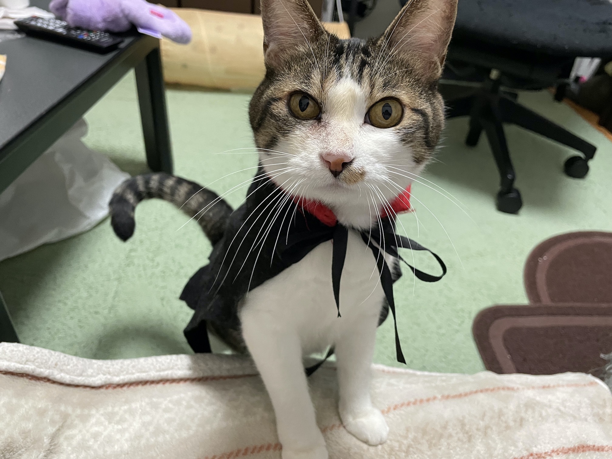 マントも結局かわいい