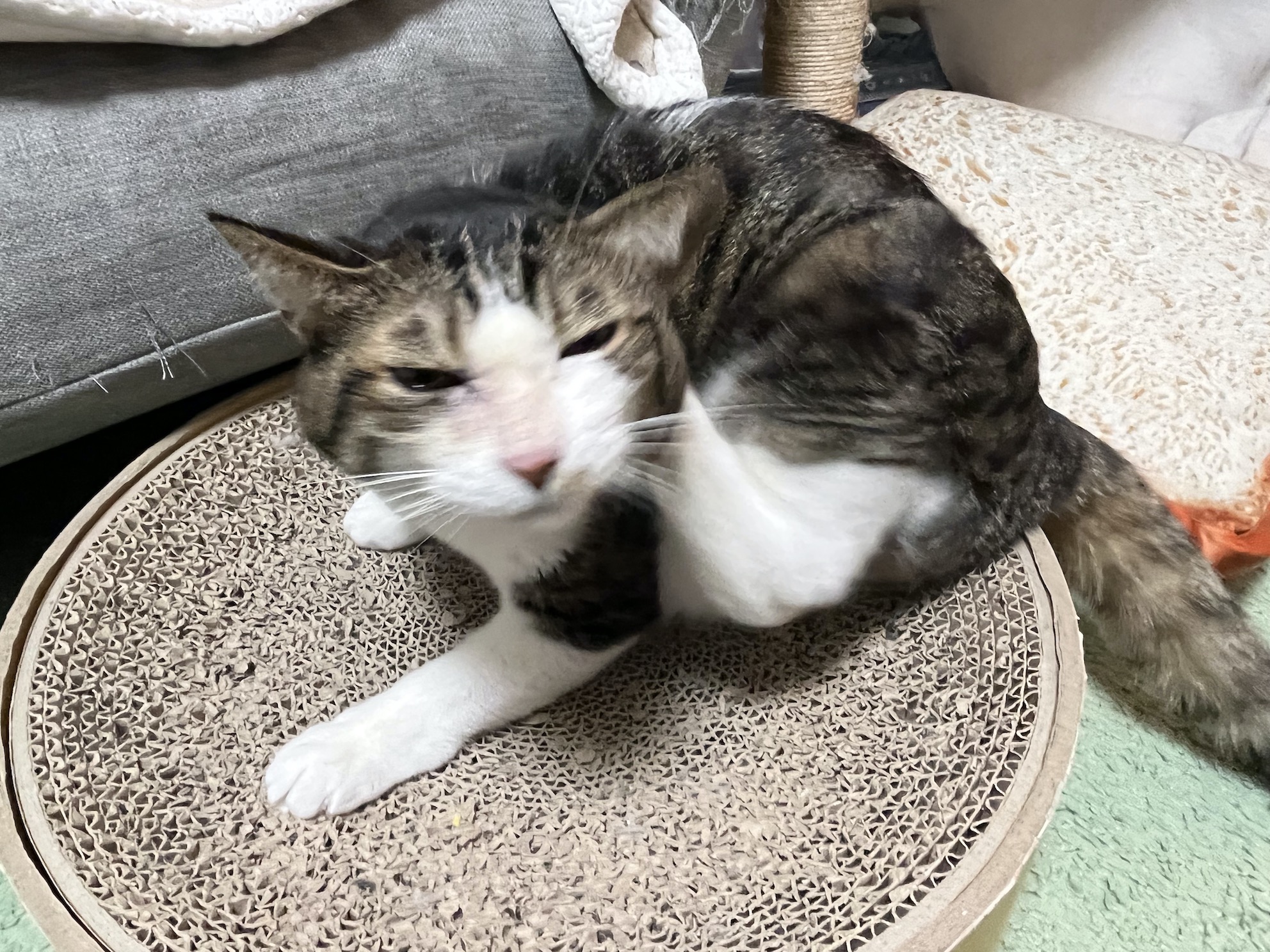 わるいねこ