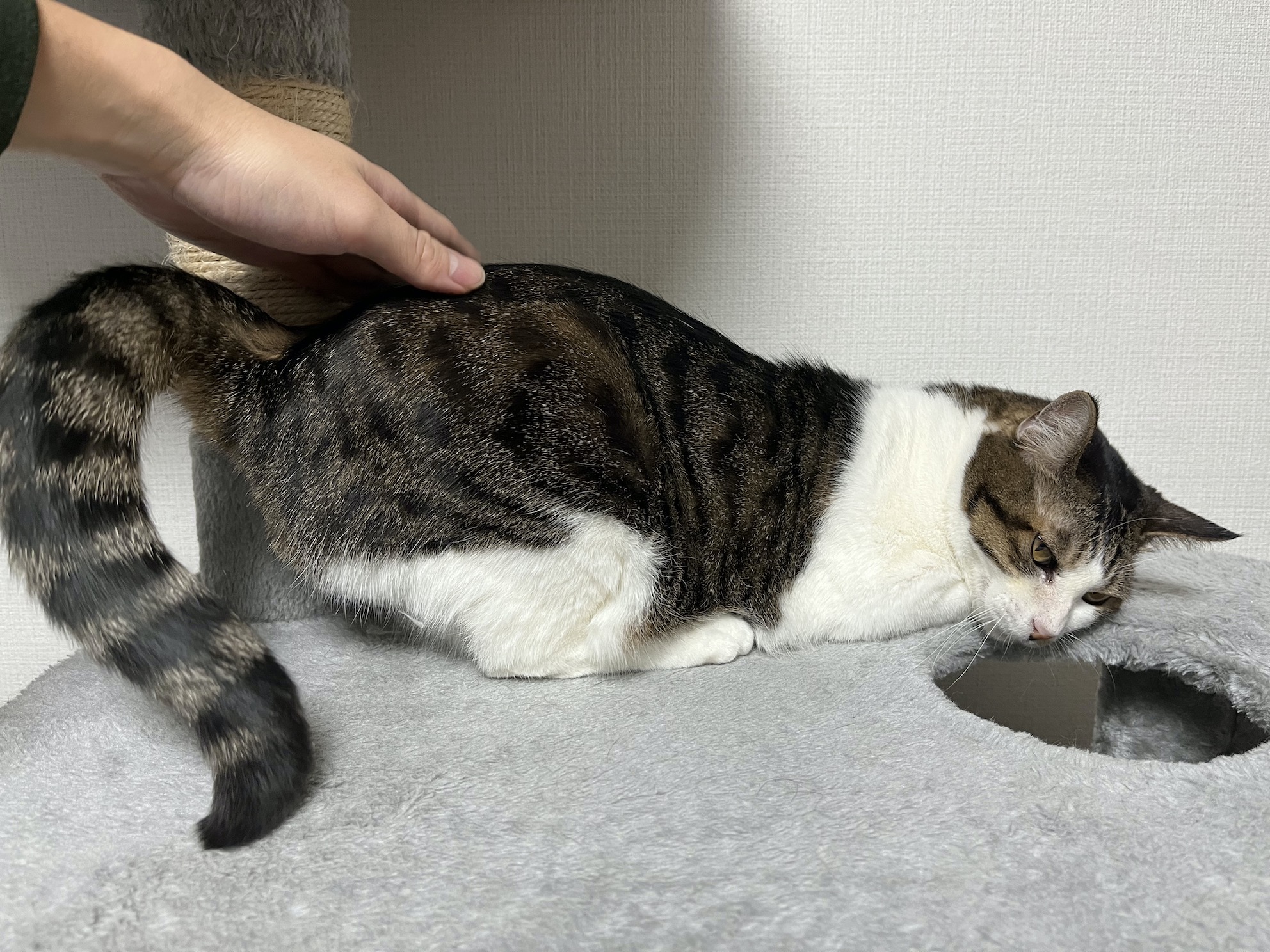 ぽんぽんされている間はなぜか険しい顔をする