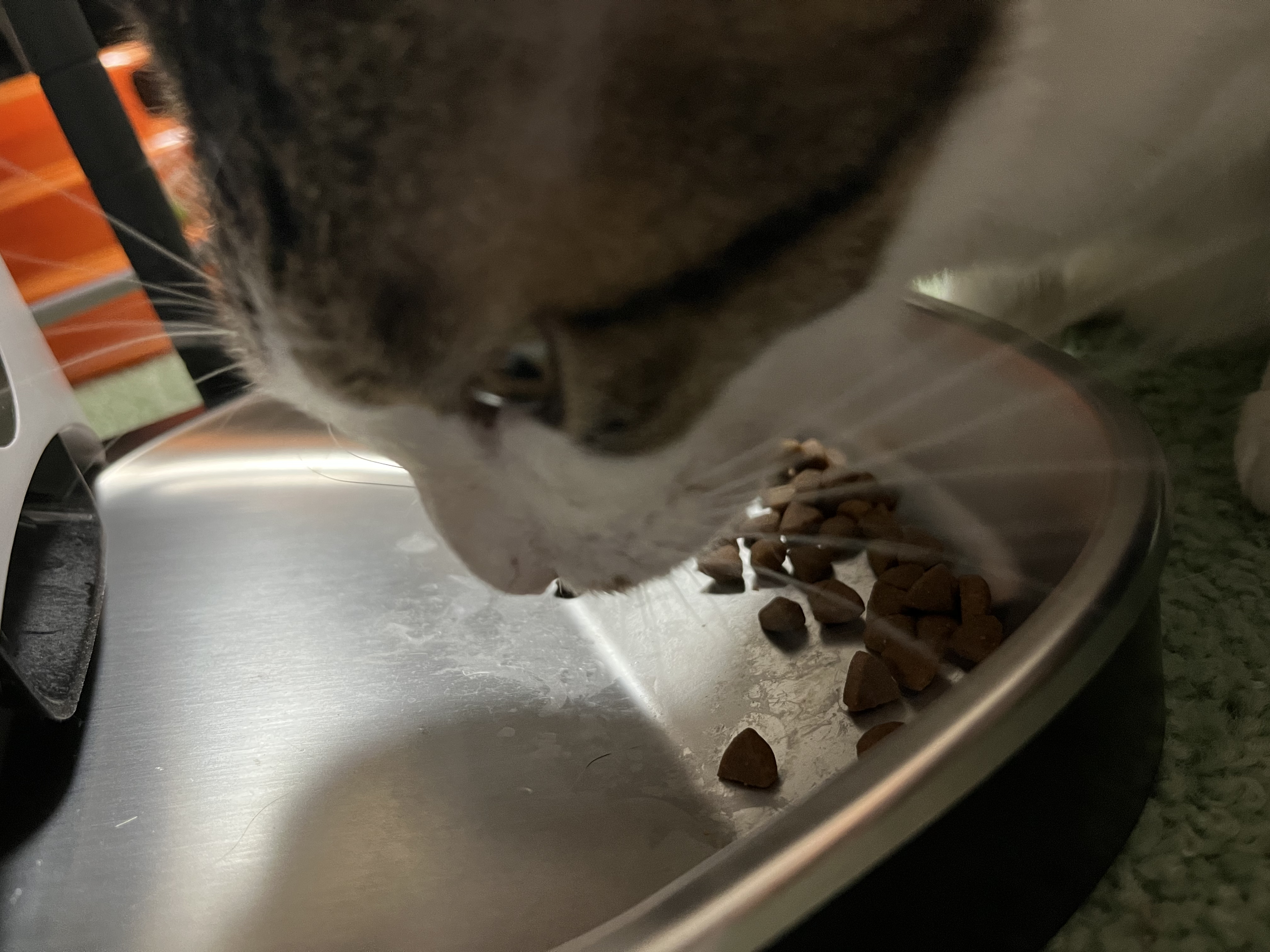 食べてるときは真剣