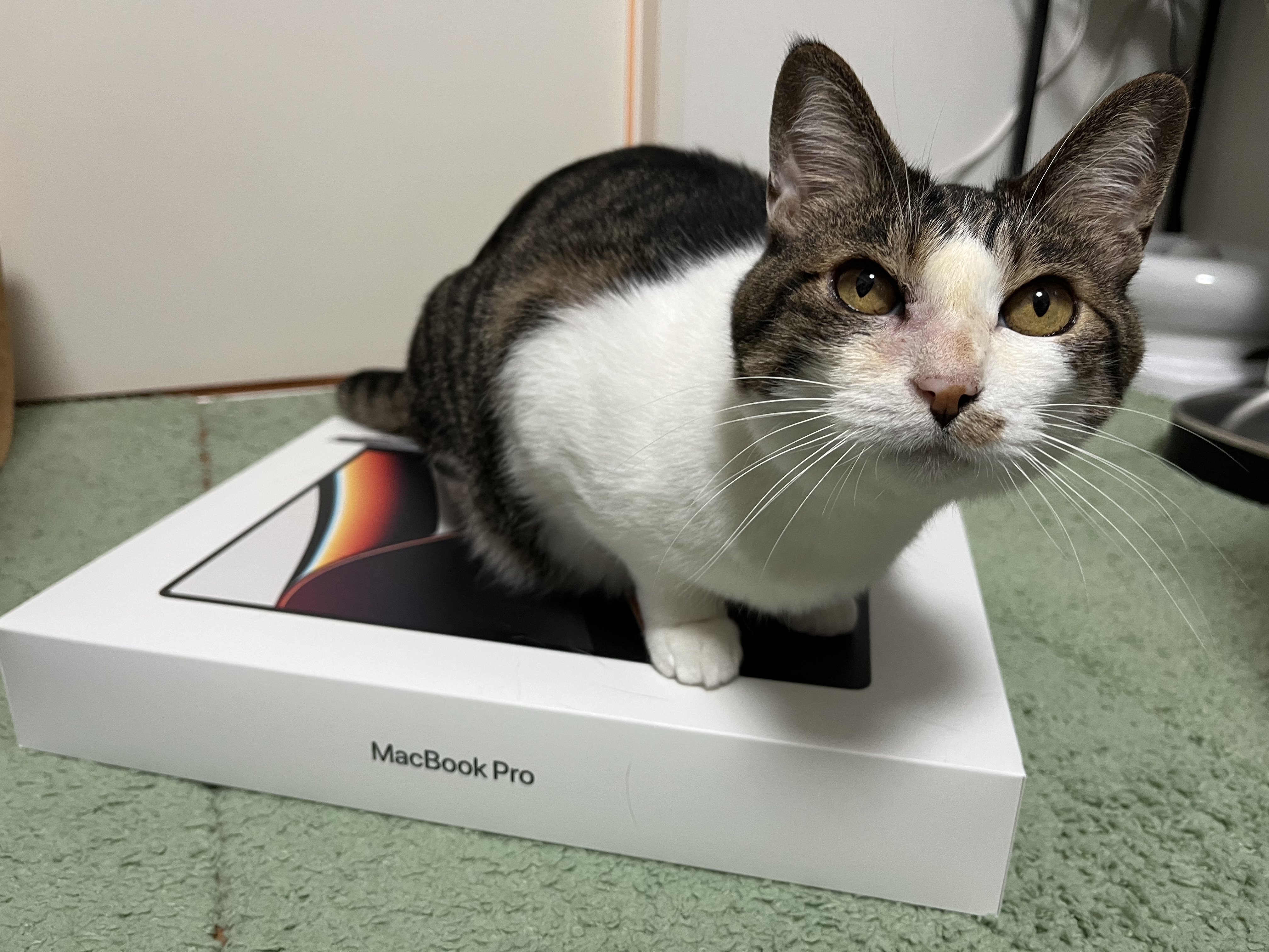 Setting up my MacBook Pro(2021) (brew+zsh+iterm2)