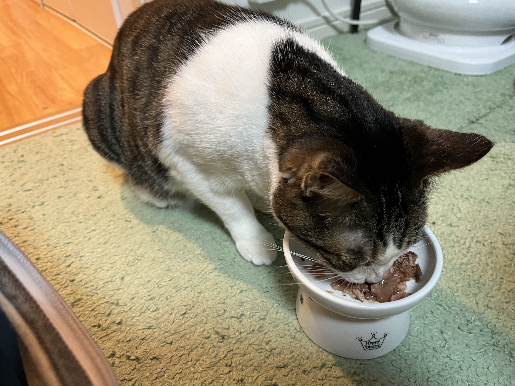 ちなみにウェットフードはモリモリ食べる