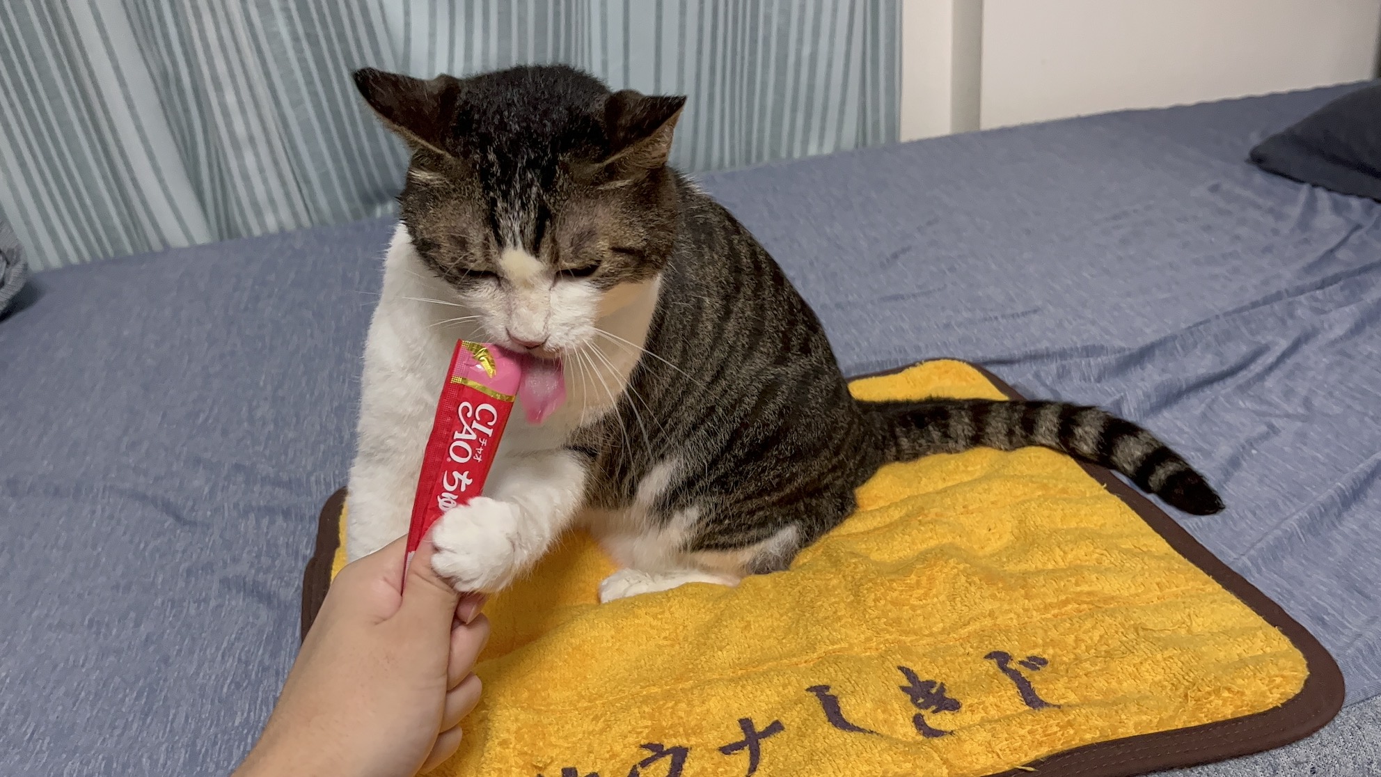 激おこちゅーる摂取