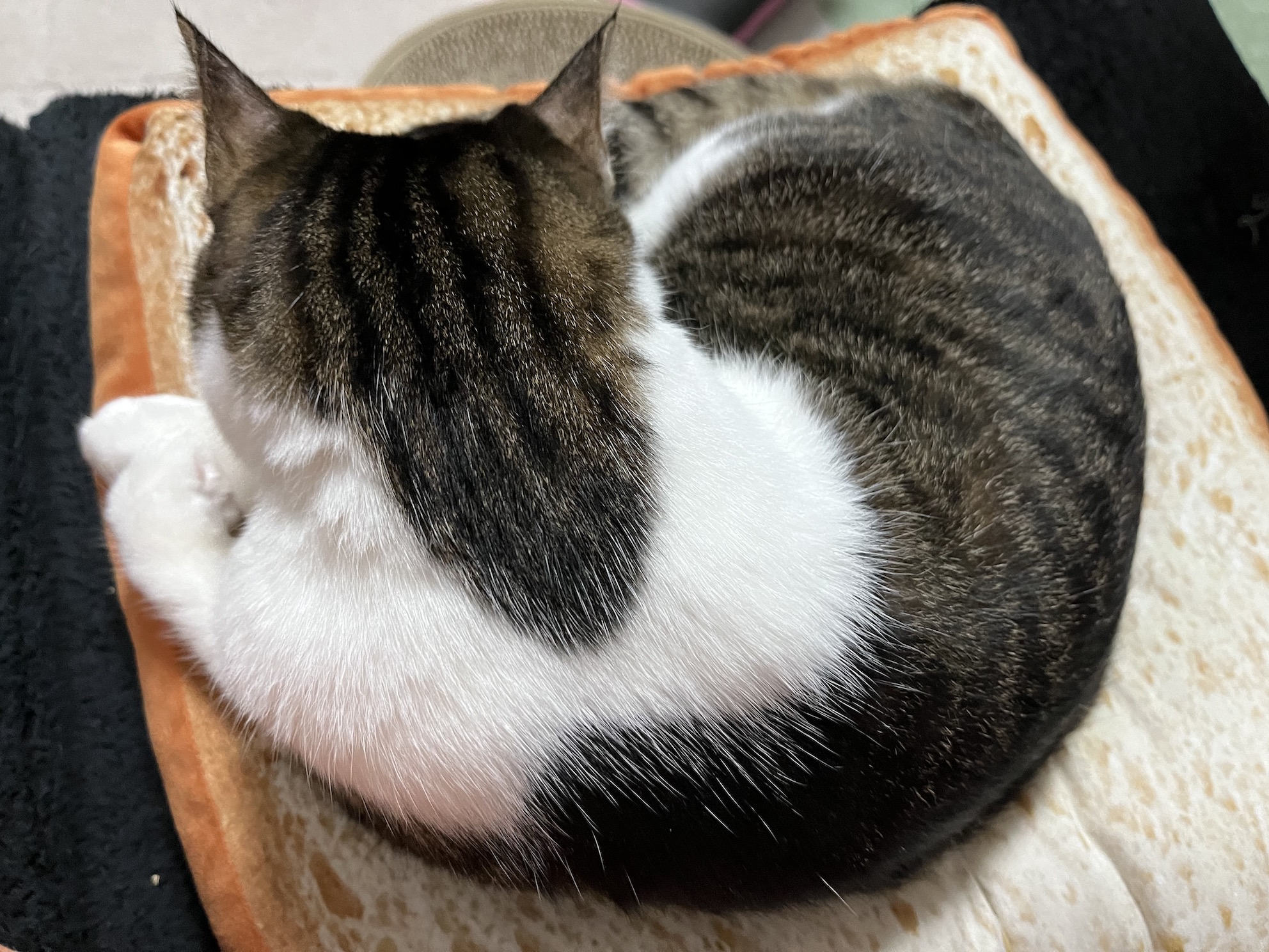 9月のそとちゃん(2022)