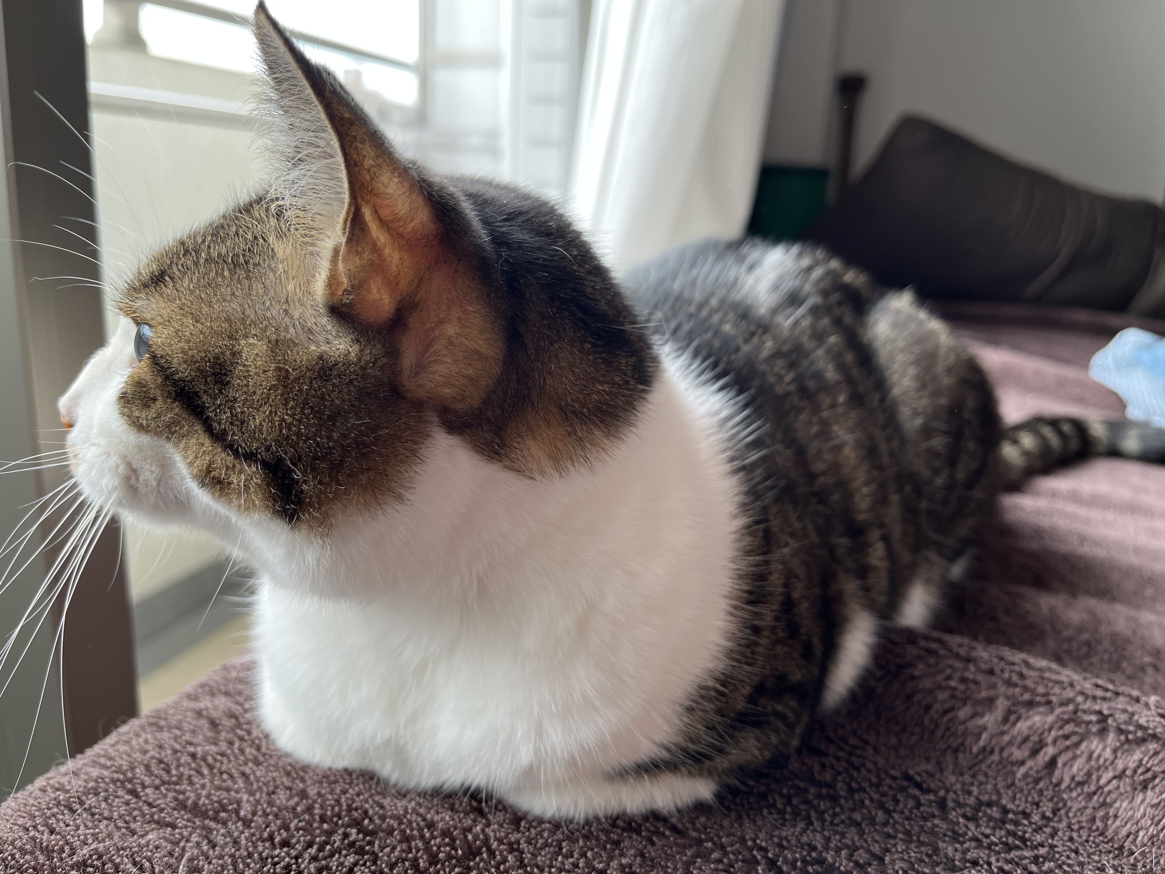 これは鳥が来るまでねばっている