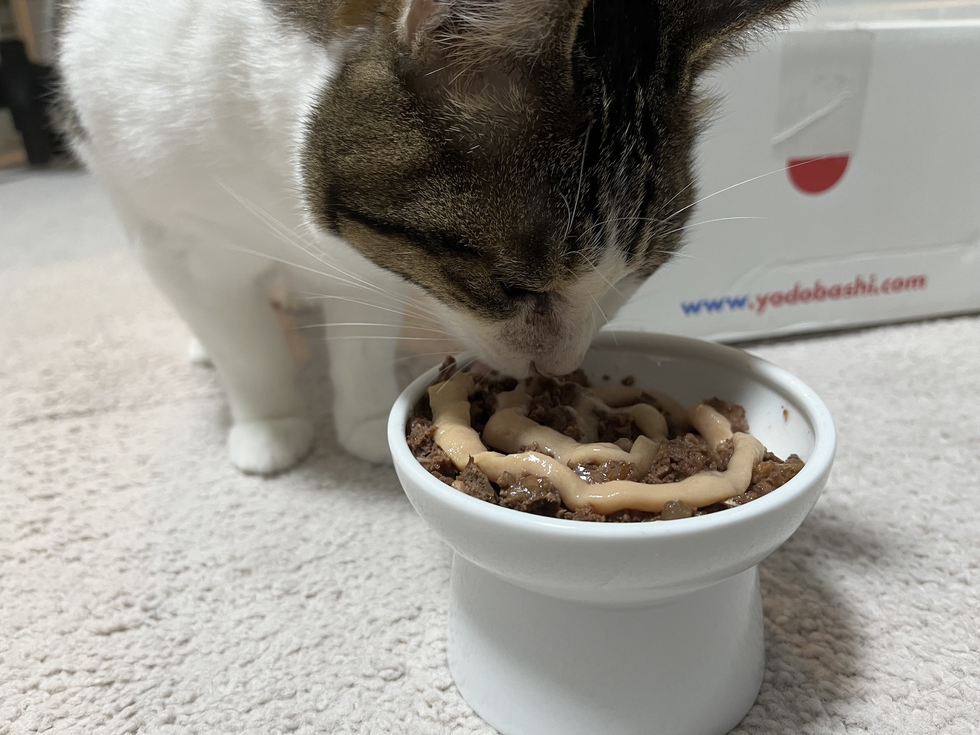 マシマシ