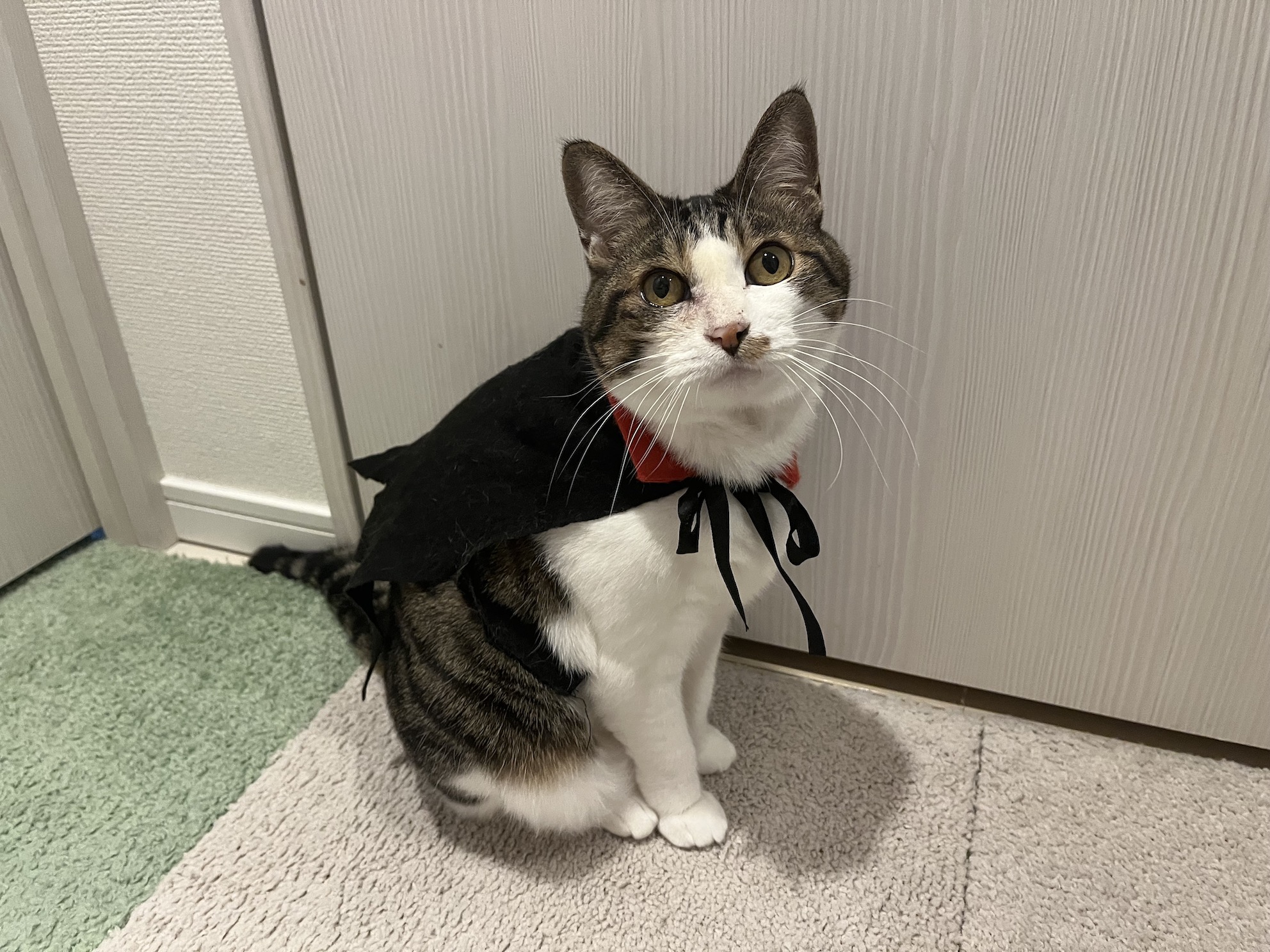 かわいいね