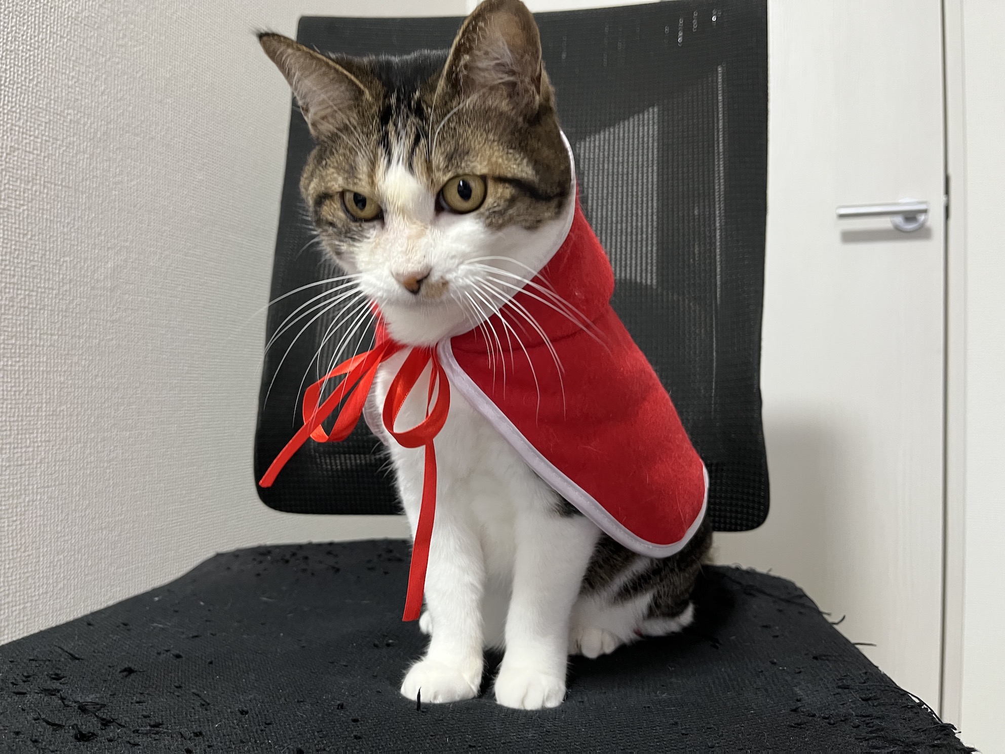 かわいいね
