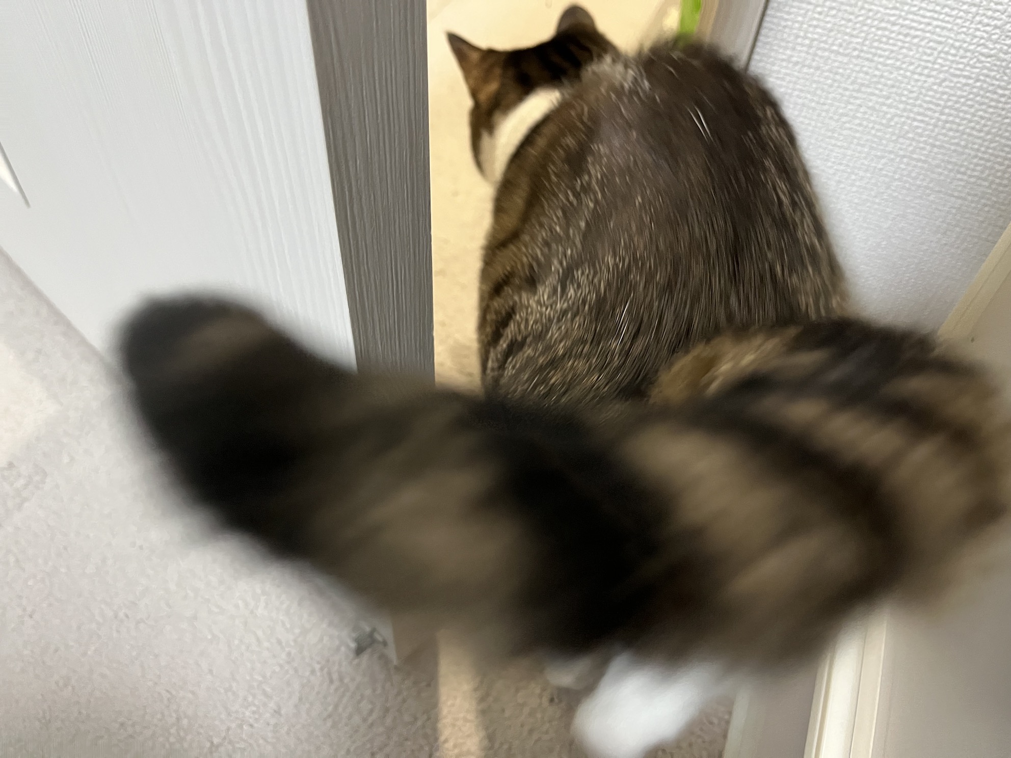GO