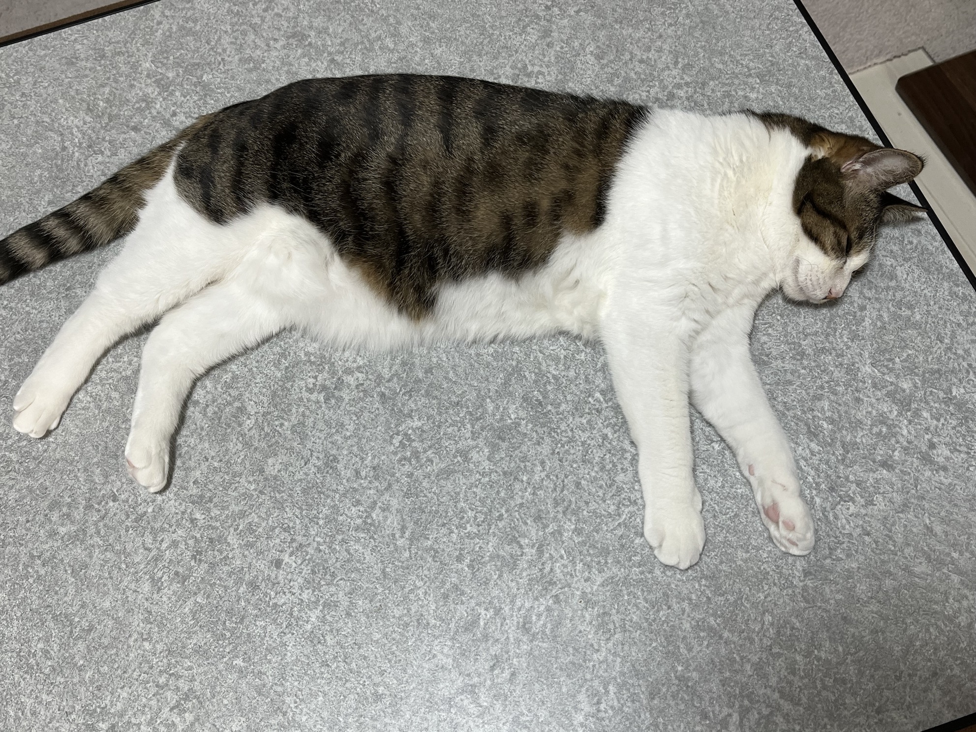 かなしそう