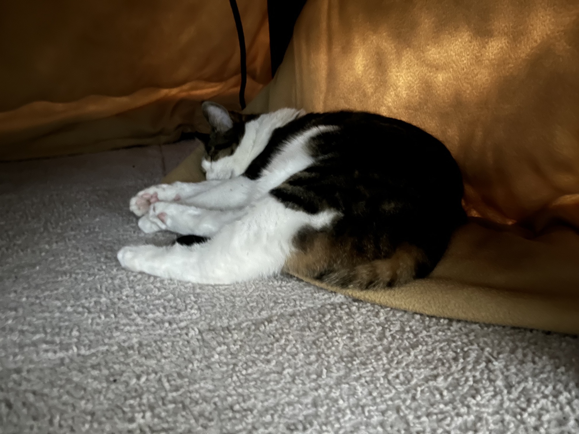 こだわりのねかた