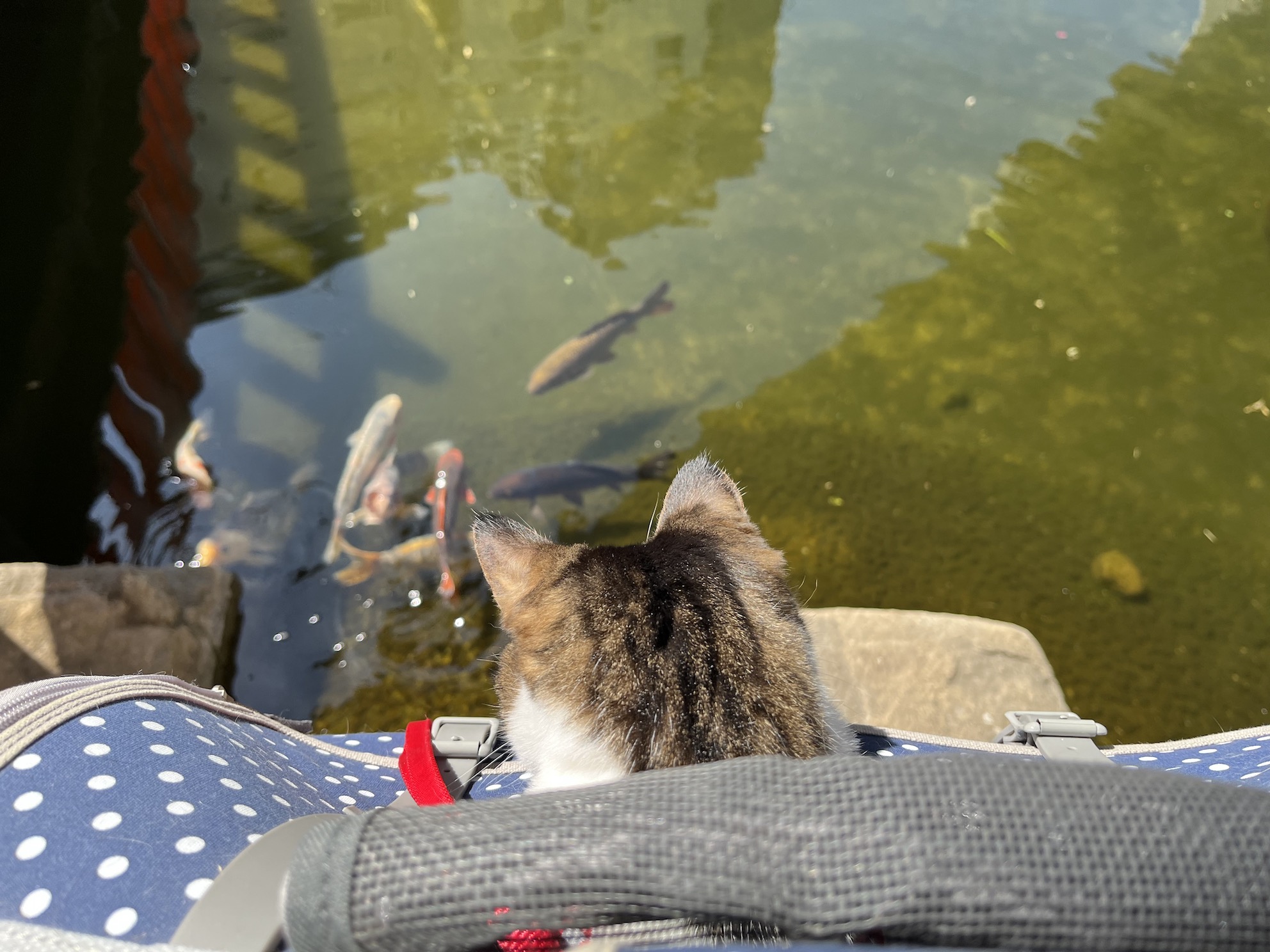 池の魚に夢中