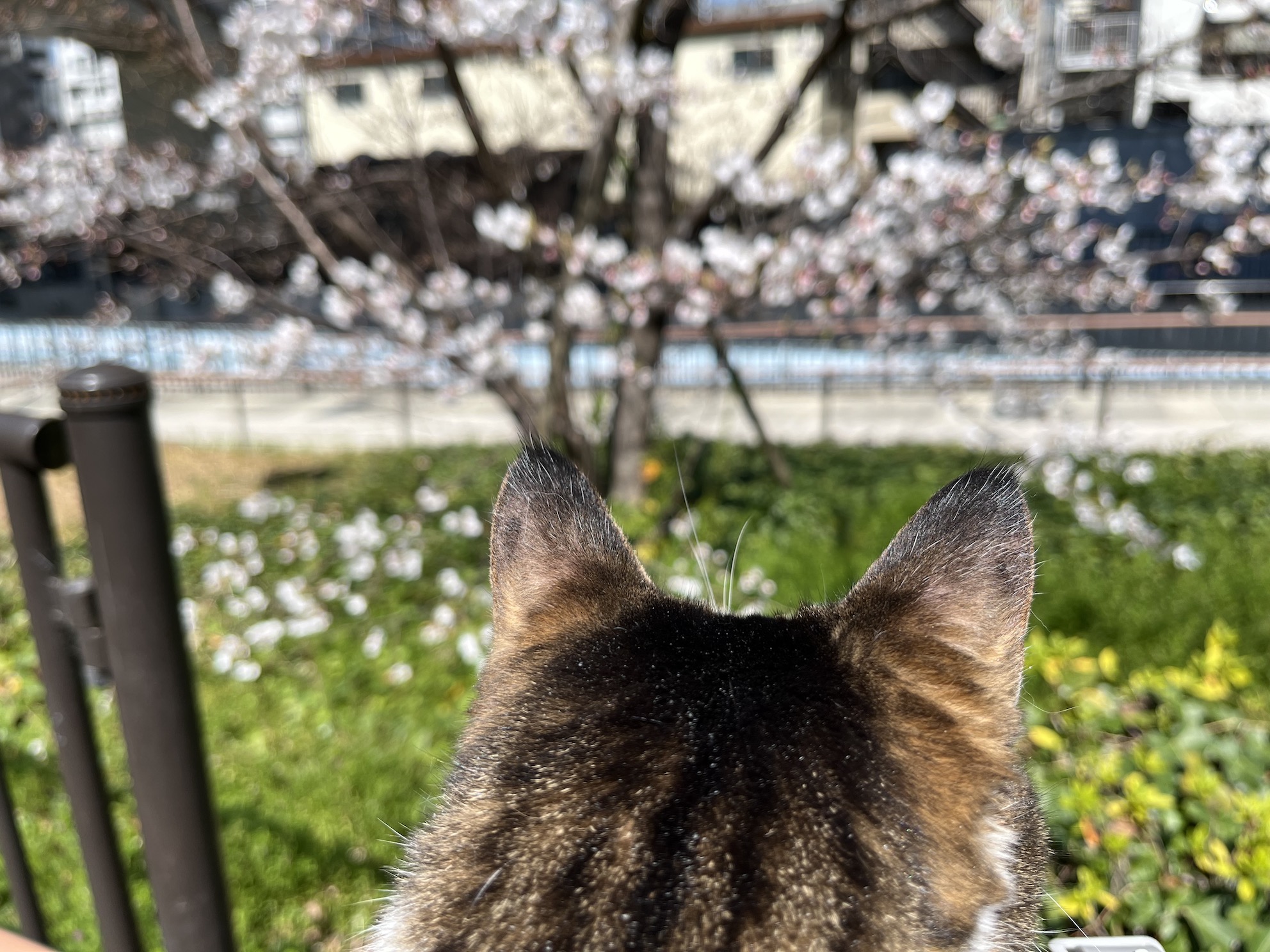 桜も咲いてた(ピンボケしてるけど…)