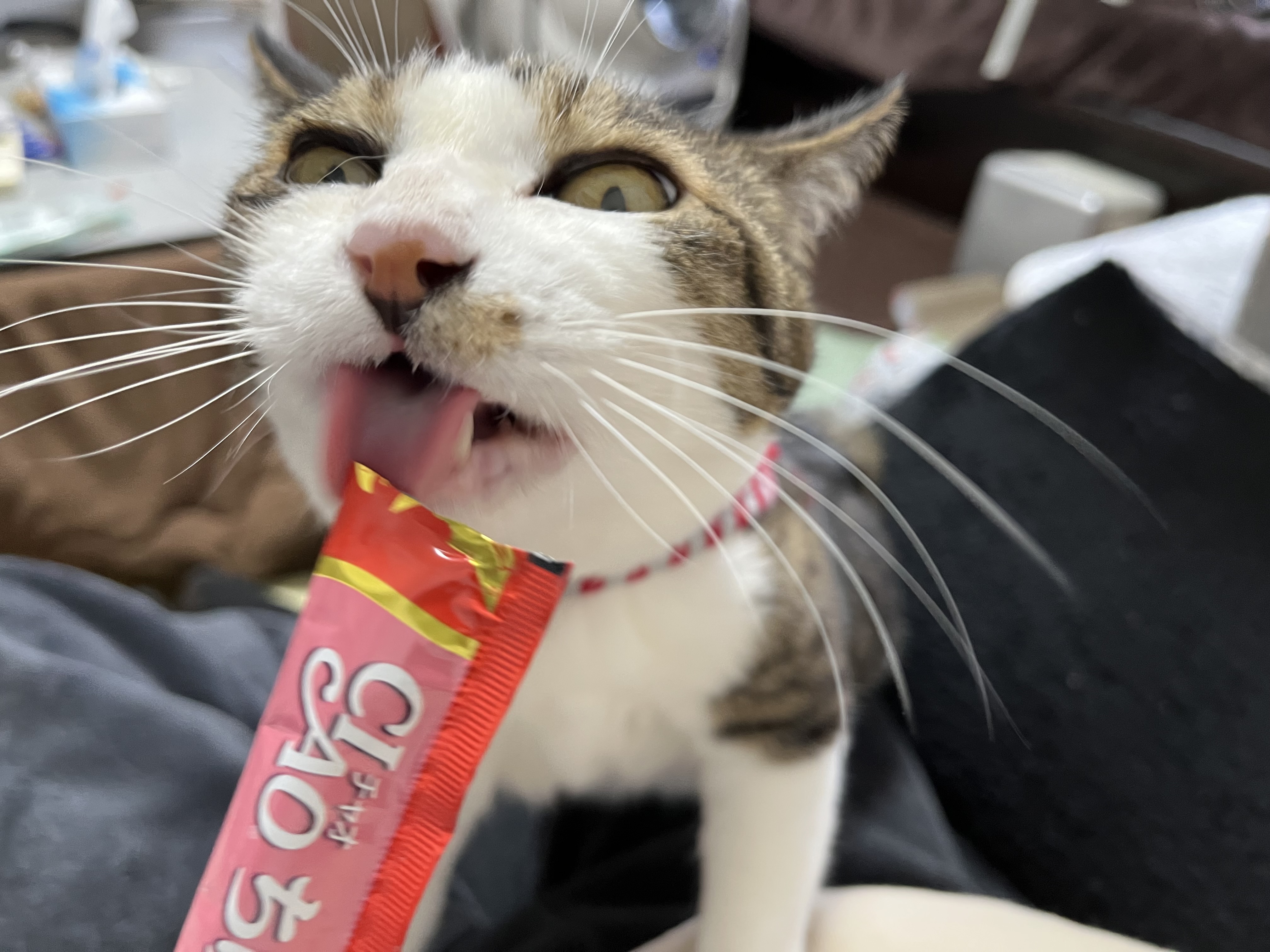 食いつきがすごい