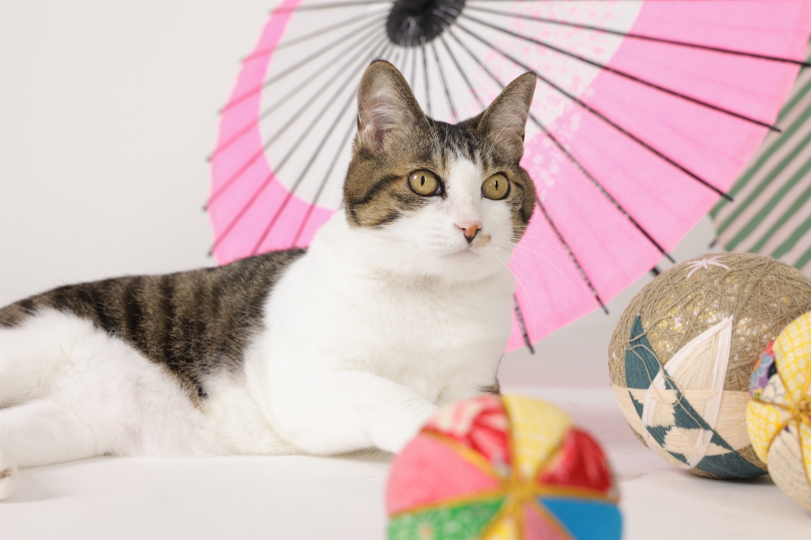 七五三的な…