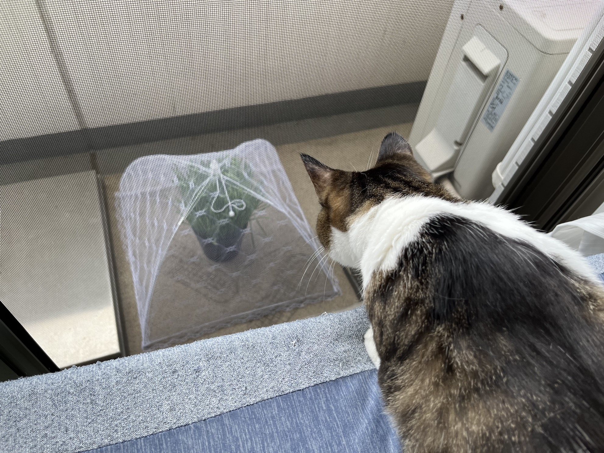本当にずっとみてる