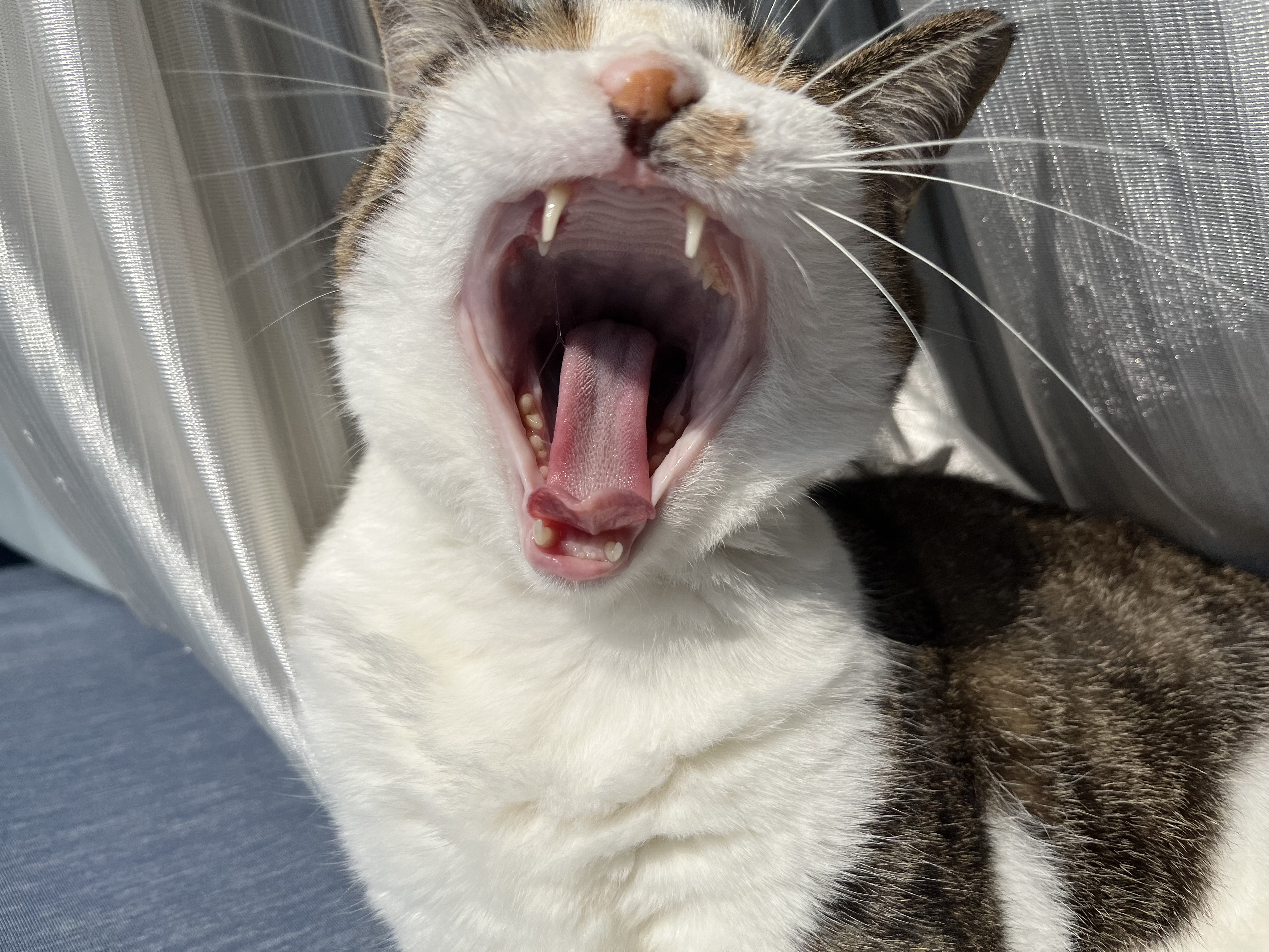 熱中症なるよ