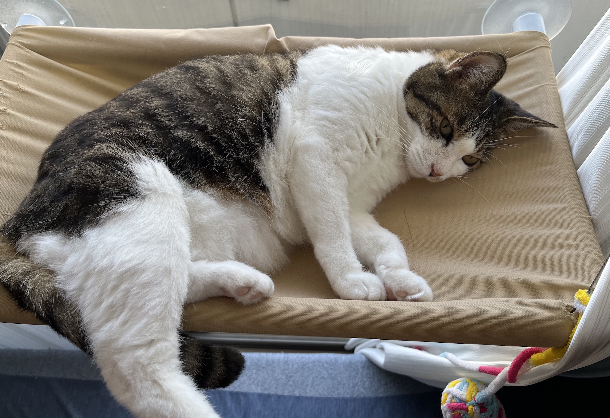 ねこ専用