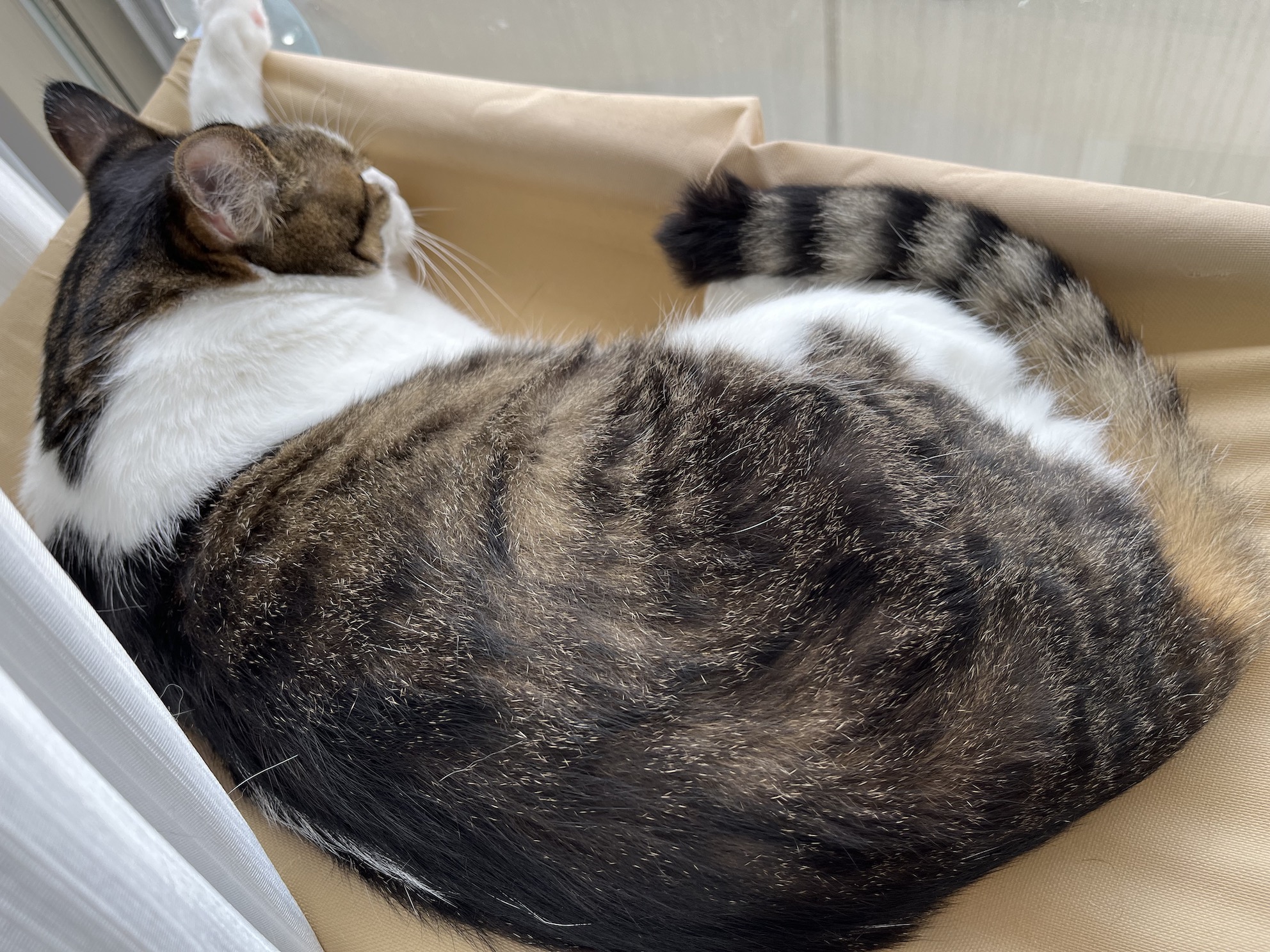 ねてる