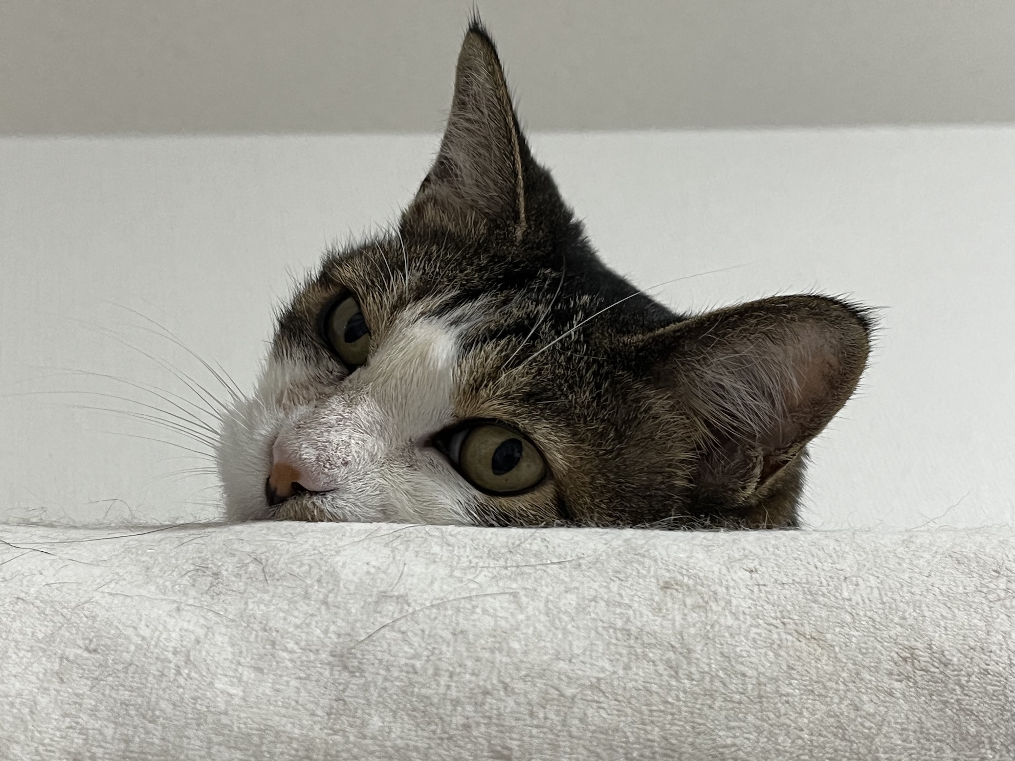 開けてもらえなかったときは仕方なくしろたんに乗る
