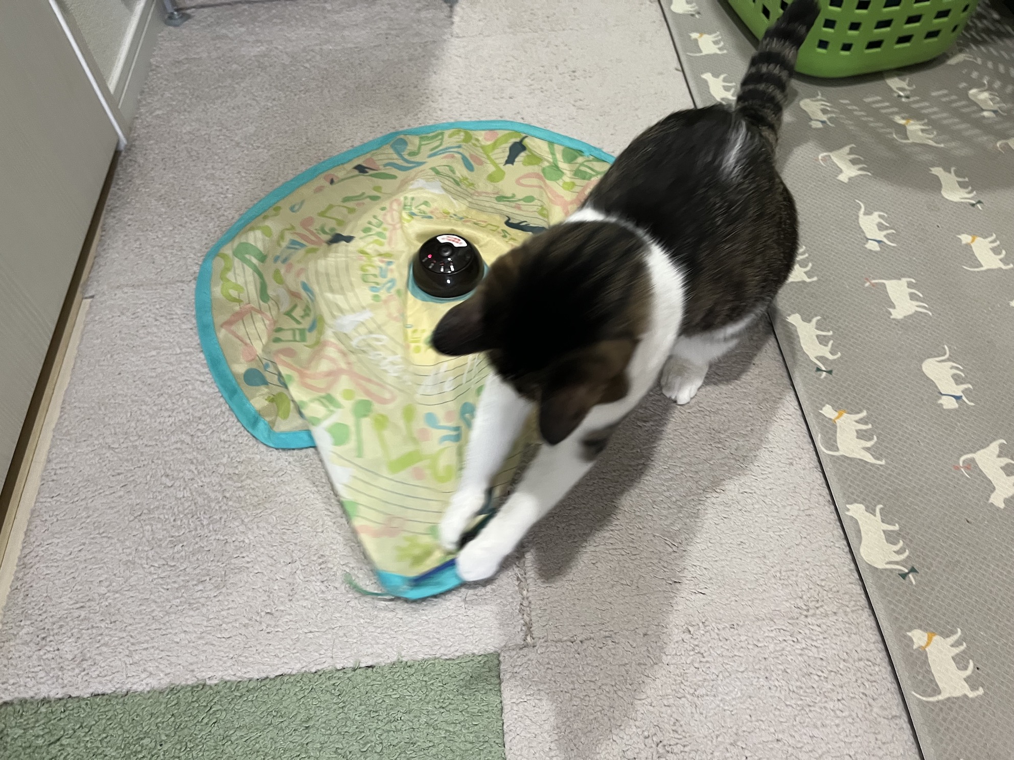 しっぽびんびんでかわいい
