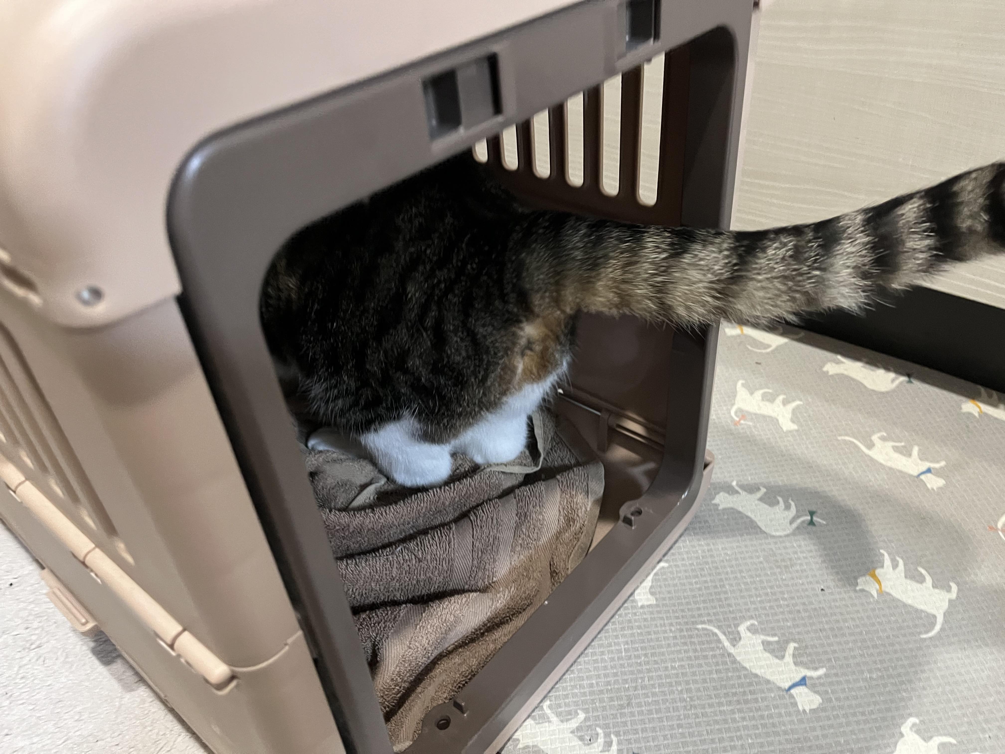 やる気