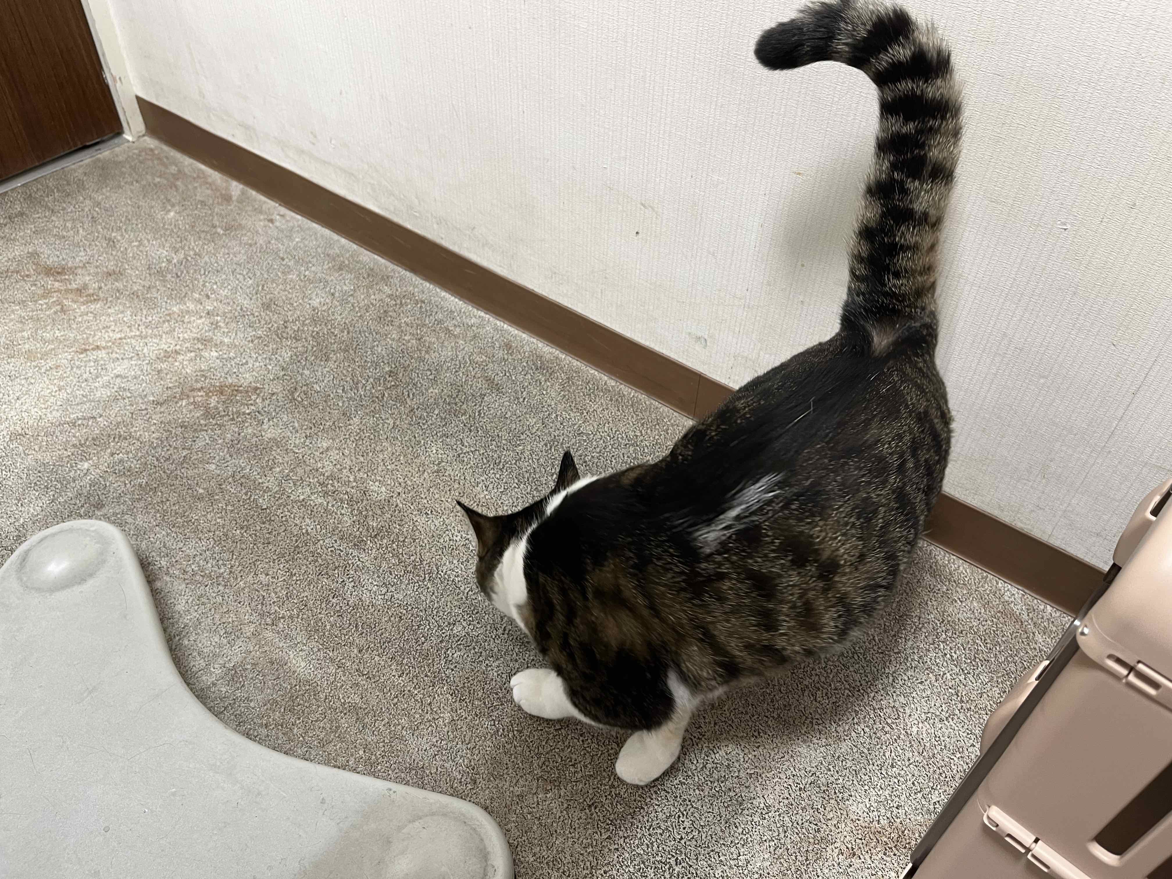 床の匂いをたどる