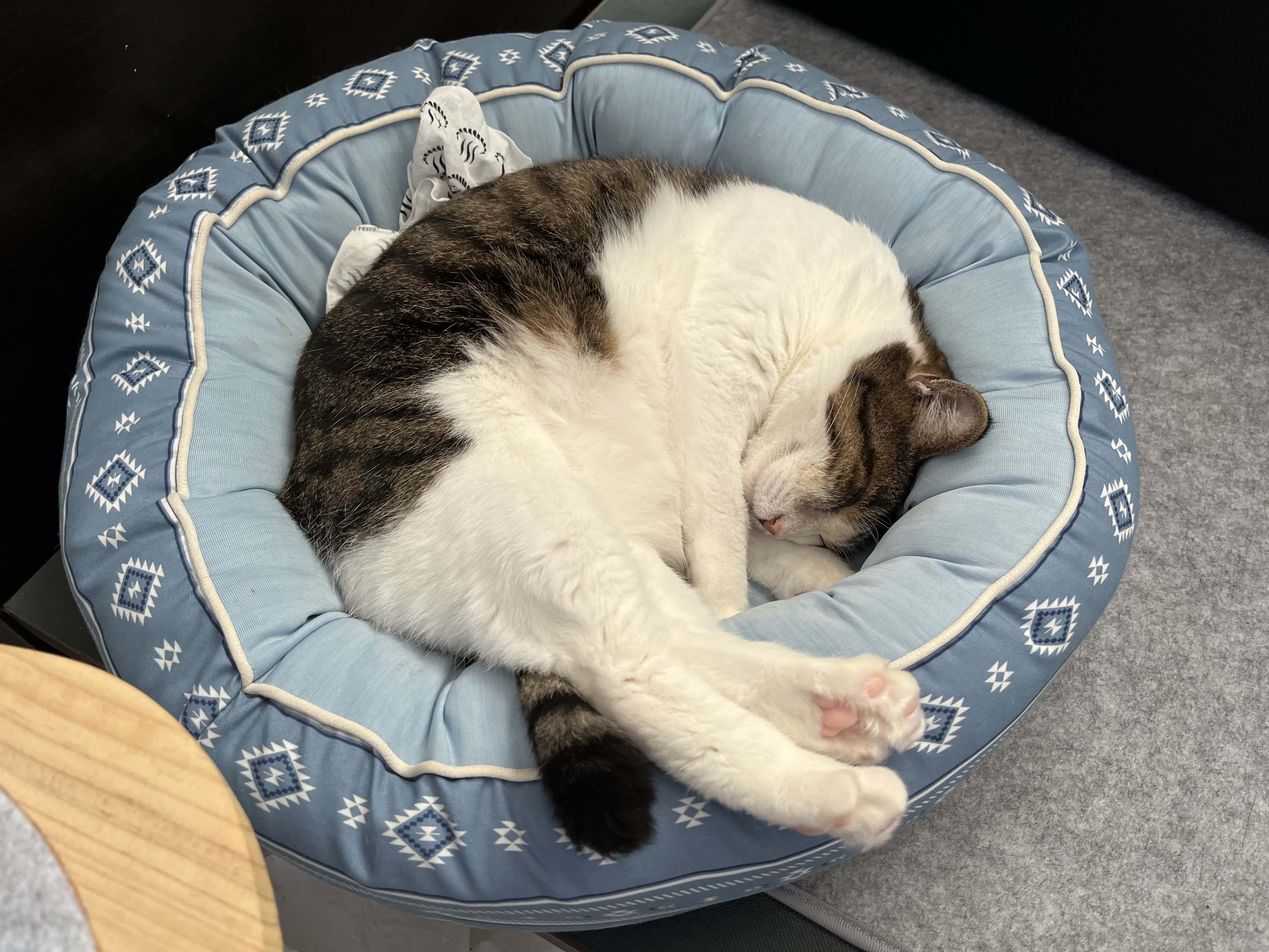 つかれた
